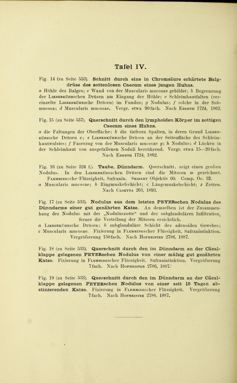 Fig. 14 (zu Seite 553). Schnitt durch eine in Chromsäure erhärtete Balg- drüse des zottenlosen Caecum eines jungen Huhns. a Höhle des Balges; e Wand von der Muscularis mucosae gebildet; h Begrenzung der LiEBERKüHNSclien Drüsen am Eingang der Höhle; c Schleimhautfalten (ver- einzelte LiEBBRKÜHNSche Drüseu) im Fundus; g Nodulus; f solche in der Sub- mucosa; cl Muscularis mucosae. Vergr. etwa 90 fach. Nach Eberth 1724, 1862. Fig. 15 (zu Seite 557). Querschnitt durch den lymphoiden Körper im zottigen Caecum eines Huhns. a die Faltungen der Oberfläche; h die tieferen Spalten, in deren Grund Lieber- KÜHNSche Drüsen c; e LiEBERKÜHNSche Drüsen an der Seitenfläche des Schleim- hautwulstes; f Faserzug von der Muscularis mucosae gyh Nodulus; d Lücken in der Schleimhaut von ausgefallenen Noduli herrührend. Vergr. etwa 15—20 fach. Nach Eberth 1724, 1862. Fig. 16 (zu Seite 324 f.). Taube, Dünndarm. Querschnitt, zeigt einen grofsen Nodulus. In den LiEBERKüHNSchen Drüsen sind die Mitosen m gezeichnet. FLEMMiNGSche'Flüssigkeit, Safranin. Seibert Objektiv 00. Comp. Oc. 12. a Muscularis mucosae; h Ringmuskelschicht; c Längsmuskelschicht; z Zotten. Nach Cloetta 263, 1893. Fig. 17 (zu Seite 533). Nodulus aus dem letzten PEYERschen Nodulus des Dünndarms einer gut genährten Katze. An demselben ist der Zusammen- hang des Nodulus mit der „Noduluszotte und der subglandulären Infiltration, ferner die Verteilung der Mitosen ersichtlich. a LiEBERKÜHNSche Drüsen; h subglanduläre Schicht des adenoiden Gewebes; c Muscularis mucosae. Fixierung in FLEMMiNGscher Flüssigkeit, Safranintinktion. Vergröfserung 150 fach. Nach Hofmeister 2786, 1887. Fig. 18 (zu Seite 533). Querschnitt durch den im Dünndarm an der Cäeal- klappe gelegenen PEYERschen Nodulus von einer mäfsig gut genährten Katze. Fixierung in FLEMMiNGScher Flüssigkeit. Safranintinktion. Vergröfserung 7 fach. Nach Hopmeister 2786, 1887.' Fig. 19 (zu Seite 533). Querschnitt durch den im Dünndarm an der Cäcal- klappe gelegenen PEYERschen Nodulus von einer seit 15 Tagen ah- stinierenden Katze. Fixierung in FLEMMiKGScher Flüssigkeit. Vergröfserung