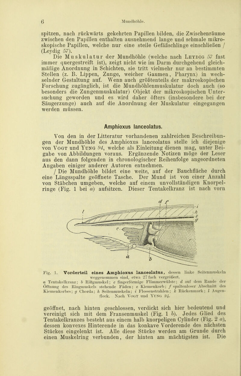 spitzen, nach rückwärts gekehrten Papillen bilden, die Zwischenräume zwischen den Papillen enthalten ausnehmend lange und schmale mikro- skopische Papillen, welche nur eine steile Gefäßschlinge einschließen / (Leydig 57). Die Muskulatur der Mundhöhle (welche nach Leydig 57 fast immer quergestreift ist), zeigt nicht wie im Darm durchgehend gleich- mäßige Anordnung in Schichten, sie tritt vielmehr nur an bestimmten Stellen (z. B. Lippen, Zunge, weicher Gaumen, Pharynx) in wech- selnder Gestaltung auf. Wenn auch größtenteils der makroskopischen Forschung zugänglich, ist die Mundhöhlenmuskulatur doch auch (so besonders die Zungenmuskulatur) Objekt der mikroskopischen Unter- suchung geworden und es wird daher öfters (insbesondere bei der Säugerzunge) auch auf die Anordnung der Muskulatur eingegangen werden müssen. Amphioxus lanceoiatus. Von den in der Litteratur vorhandenen zahlreichen Beschreibun- gen der Mundhöhle des Amphioxus lanceoiatus stelle ich diejenige von Vogt und Yung 94, welche als Einleitung dienen mag, unter Bei- gabe von Abbildungen voraus. Ergänzende Notizen möge der Leser aus den dann folgenden in chronologischer Reihenfolge angeordneten Angaben einiger anderer Autoren entnehmen. / Die Mundhöhle bildet eine weite, auf der Bauchfläche durch eine Längsspalte geöffnete Tasche. Der Mund ist von einer Anzahl von Stäbchen umgeben, welche auf einem unvollständigen Knorpel- ringe (Fig. 1 bei a) aufsitzen. Dieser Tentakelkranz ist nach vorn Fig. 1. Vorderteil eines Amphioxus lanceoiatus, dessen linke Seitennmskoln weggenommen sind, etwa 27 fach vergrößert. a Tentakelkranz; b Kingmuskel; c fingerförmige Flimmerwülste; d auf dem Rande der Öffnung des Ringmuskels stehende Fäden; e Kiemenkorb; / spaltenloser Abschnitt des Kiemenkorbes; g Chorda; h Seitenmuskeln; i Flossenstrahlen; Je Rückenmark; l Augen- fleck. Nach Vogt und Yung 94. geöffnet, nach hinten geschlossen, verdickt sich hier bedeutend und vereinigt sich mit dem Fransenmuskel (Fig. 1 b). Jedes Glied des Tentakelkranzes besteht aus einem halb knorpeligen Cylinder (Fig. 2 a), dessen konvexes Hinterende in das konkave Vorderende des nächsten Stückes eingelenkt ist. Alle diese Stücke werden am Grunde durch einen Muskelring verbunden, der hinten am mächtigsten ist. Die