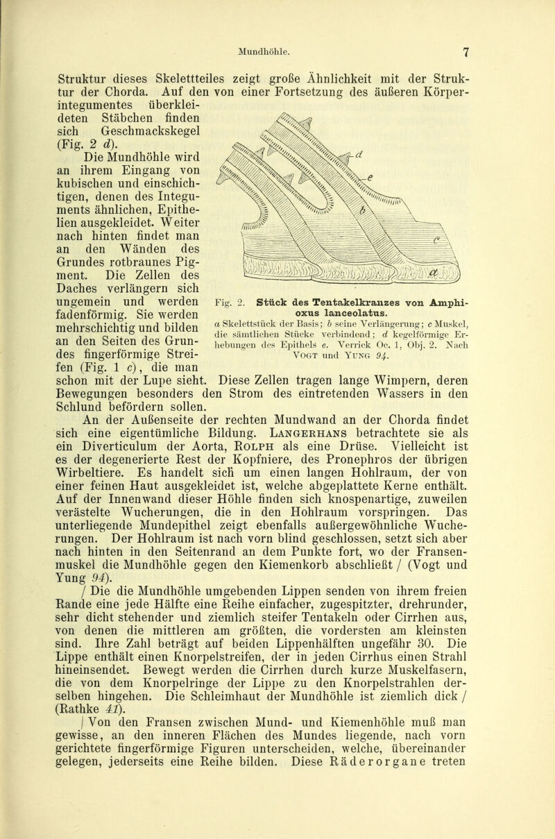 Fig. 2. Stück des Tentakelkranzes von Amphi- oxus lanceolatus. a Skelettstück der Basis; b seine Verlängerung; c Muskel, die sämtlichen Stücke verbindend; d kegelförmige Er- hebungen des Epithels e. Verrick Oc. 1, Obj. 2. Nach Vogt und Yung 9ä. Struktur dieses Skelettteiles zeigt große Ähnlichkeit mit der Struk- tur der Chorda. Auf den von einer Fortsetzung des äußeren Körper- integumentes überklei- deten Stäbchen finden sich Geschmackskegel (Fig. 2 d). Die Mundhöhle wird an ihrem Eingang von kubischen und einschich- tigen, denen des Integu- ments ähnlichen, Epithe- lien ausgekleidet. Weiter nach hinten findet man an den Wänden des Grundes rotbraunes Pig- ment. Die Zellen des Daches verlängern sich ungemein und werden fadenförmig. Sie werden mehrschichtig und bilden an den Seiten des Grun- des fingerförmige Strei- fen (Fig. 1 c), die man schon mit der Lupe sieht. Diese Zellen tragen lange Wimpern, deren Bewegungen besonders den Strom des eintretenden Wassers in den Schlund befördern sollen. An der Außenseite der rechten Mundwand an der Chorda findet sich eine eigentümliche Bildung. Langerhans betrachtete sie als ein Diverticulum der Aorta, Rolph als eine Drüse. Vielleicht ist es der degenerierte Rest der Kopfniere, des Pronephros der übrigen Wirbeltiere. Es handelt sich um einen langen Hohlraum, der von einer feinen Haut ausgekleidet ist, welche abgeplattete Kerne enthält. Auf der Innenwand dieser Höhle finden sich knospenartige, zuweilen verästelte Wucherungen, die in den Hohlraum vorspringen. Das unterliegende Mundepithel zeigt ebenfalls außergewöhnliche Wuche- rungen. Der Hohlraum ist nach vorn blind geschlossen, setzt sich aber nach hinten in den Seitenrand an dem Punkte fort, wo der Fransen- muskel die Mundhöhle gegen den Kiemenkorb abschließt / (Vogt und Yung 94). I Die die Mundhöhle umgebenden Lippen senden von ihrem freien Rande eine jede Hälfte eine Reihe einfacher, zugespitzter, drehrunder, sehr dicht stehender und ziemlich steifer Tentakeln oder Cirrhen aus, von denen die mittleren am größten, die vordersten am kleinsten sind. Ihre Zahl beträgt auf beiden Lippenhälften ungefähr 30. Die Lippe enthält einen Knorpelstreifen, der in jeden Cirrhus einen Strahl hineinsendet. Bewegt werden die Cirrhen durch kurze Muskelfasern, die von dem Knorpelringe der Lippe zu den Knorpelstrahlen der- selben hingehen. Die Schleimhaut der Mundhöhle ist ziemlich dick / (Rathke 41). \ Von den Fransen zwischen Mund- und Kiemenhöhle muß man gewisse, an den inneren Flächen des Mundes liegende, nach vorn gerichtete fingerförmige Figuren unterscheiden, welche, übereinander gelegen, jederseits eine Reihe bilden. Diese Räderorgane treten