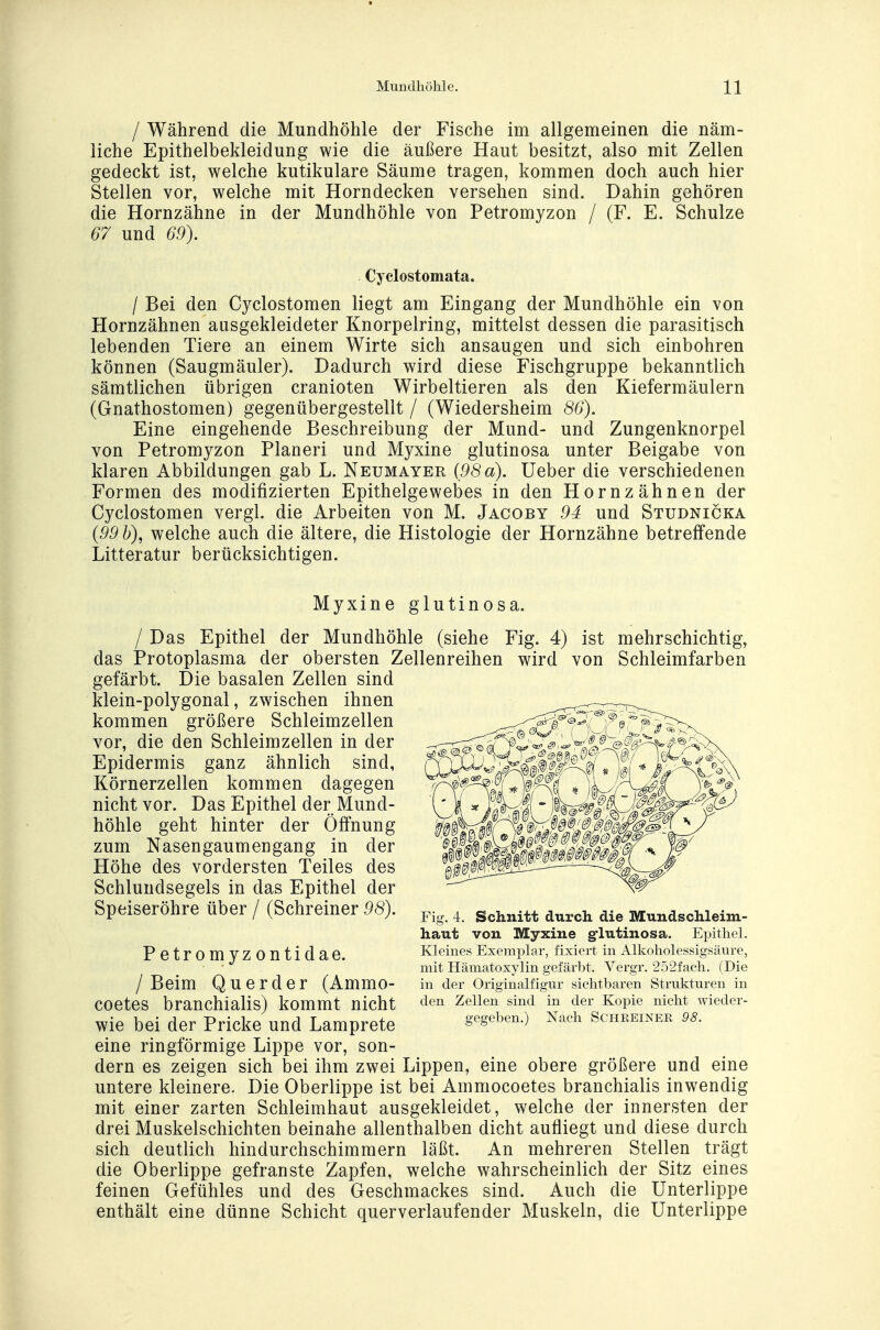 / Während die Mundhöhle der Fische im allgemeinen die näm- liche Epithelbekleidung wie die äußere Haut besitzt, also mit Zellen gedeckt ist, welche kutikulare Säume tragen, kommen doch auch hier Stellen vor, welche mit Horndecken versehen sind. Dahin gehören die Hornzähne in der Mundhöhle von Petromyzon / (F. E. Schulze 67 und 69). Cyclostomata. / Bei den Cyclostomen liegt am Eingang der Mundhöhle ein von Hornzähnen ausgekleideter Knorpelring, mittelst dessen die parasitisch lebenden Tiere an einem Wirte sich ansaugen und sich einbohren können (Saugmäuler). Dadurch wird diese Fischgruppe bekanntlich sämtlichen übrigen cranioten Wirbeltieren als den Kiefermäulern (Gnathostomen) gegenübergestellt / (Wiedersheim 86'). Eine eingehende Beschreibung der Mund- und Zungenknorpel von Petromyzon Pianeri und Myxine glutinosa unter Beigabe von klaren Abbildungen gab L. Neumayer (98a). Ueber die verschiedenen Formen des modifizierten Epithelgewebes in den Hornzähnen der Cyclostomen vergl. die Arbeiten von M. Jacoby 94 und Studnicka (99 b), welche auch die ältere, die Histologie der Hornzähne betreffende Litteratur berücksichtigen. Myxine glutinosa. / Das Epithel der Mundhöhle (siehe Fig. 4) ist mehrschichtig, das Protoplasma der obersten Zellenreihen wird von Schleimfarben gefärbt. Die basalen Zellen sind klein-polygonal, zwischen ihnen kommen größere Schleimzellen vor, die den Schleimzellen in der Epidermis ganz ähnlich sind, Körnerzellen kommen dagegen nicht vor. Das Epithel der Mund- höhle geht hinter der Öffnung zum Nasengaumengang in der Höhe des vordersten Teiles des Schlundsegels in das Epithel der Speiseröhre über / (Schreiner 98). Petromyzontidae. /Beim Qu er der (Ammo- coetes branchialis) kommt nicht wie bei der Pricke und Lamprete eine ringförmige Lippe vor, son- dern es zeigen sich bei ihm zwei Lippen, eine obere größere und eine untere kleinere. Die Oberlippe ist bei Ammocoetes branchialis inwendig mit einer zarten Schleimhaut ausgekleidet, welche der innersten der drei Muskelschichten beinahe allenthalben dicht aufliegt und diese durch sich deutlich hindurchschimmern läßt. An mehreren Stellen trägt die Oberlippe gefranste Zapfen, welche wahrscheinlich der Sitz eines feinen Gefühles und des Geschmackes sind. Auch die Unterlippe enthält eine dünne Schicht querverlaufender Muskeln, die Unterlippe Fig. 4. Schnitt durch die Mundschleim- haut von Myxine glutinosa. Epithel. Kleines Exemplar, fixiert in Alkoholessigsäure, mit Hämatoxylin gefärbt. Vergr. 252fach. (Die in der Originalfigur sichtbaren Strukturen in den Zellen sind in der Kopie nicht wieder- gegeben.) Nach Scheeinee 98.