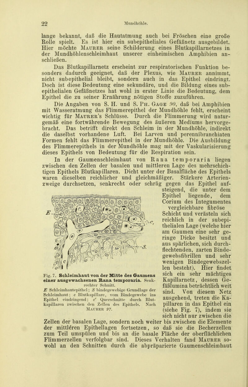 lange bekannt, daß die Hautatmung auch bei Fröschen eine große Rolle spielt. Es ist hier ein subepitheliales Gefäßnetz ausgebildet. Hier möchte Maurer seine Schilderung eines Blutkapillarnetzes in der Mundhöhlenschleimhaut unserer einheimischen Amphibien an- schließen. Das Blutkapillarnetz erscheint zur respiratorischen Funktion be- sonders dadurch geeignet, daß der Plexus, wie Maurer annimmt, nicht subepithelial bleibt, sondern auch in das Epithel eindringt. Doch ist diese Bedeutung eine sekundäre, und die Bildung eines sub- epithelialen Gefäßnetzes hat wohl in erster Linie die Bedeutung, dem Epithel die zu seiner Ernährung nötigen Stoffe zuzuführen. Die Angaben von S. H. und S. Ph. Gage 90, daß bei Amphibien mit Wasseratmung das Flimmerepithel der Mundhöhle fehlt, erscheint wichtig für Maurer's Schlüsse. Durch die Flimmerung wird natur- gemäß eine fortwährende Bewegung des äußeren Mediums hervorge- bracht. Das betrifft direkt den Schleim in der Mundhöhle, indirekt die daselbst vorhandene Luft. Bei Larven und perennibranchiaten Formen fehlt das Flimmerepithel in der Mundhöhle. Die Ausbildung des Flimmerepithels in der Mundhöhle mag mit der Vaskularisierung dieses Epithels von Bedeutung für die Respiration sein. In der Gaumenschleimhaut von Rana temporaria liegen zwischen den Zellen der basalen und mittleren Lage des mehrschich- tigen Epithels Blutkapillaren. Dicht unter der Basalfläche des Epithels waren dieselben reichlicher und gleichmäßiger. Stärkere Arterien- zweige durchsetzen, senkrecht oder schräg gegen das Epithel auf- steigend, die unter dem Epithel liegende, dem Corium des Integumentes vergleichbare fibröse Schicht und verästeln sich reichlich in der subepi- thelialen Lage (welche hier am Gaumen eine sehr ge- ringe Dicke besitzt und aus spärlichen, sich durch- flechtenden, zarten Binde- gewebsfibrillen und sehr wenigen Bindegewebszel- len besteht). Hier findet sich ein sehr mächtiges Kapillarnetz, dessen Ge- fäßlumina beträchtlich weit sind. Von diesem Netz ausgehend, treten die Ka- pillaren in das Epithel ein (siehe Fig. 7), indem sie sich nicht nur zwischen die Zellen der basalen Lage, sondern noch weiter bis zwischen die Elemente der mittleren Epithellagen fortsetzen, so daß sie die Becherzellen zum Teil umspülen und bis an die basale Fläche der oberflächlichen Flimmerzellen verfolgbar sind. Dieses Verhalten fand Maurer so- wohl an den Schnitten durch die abpräparierte Gaumenschleimhaut Fig. 7. Schleimhaut von der Mitte des Gaumens einer ausgewachsenen Rana temporaria. Senk- rechter Schnitt. E Schleinihautepithel; S bindegewebige Grundlage der Schleimhaut; c Blutkapillare, vorn Bindegewebe ins Epithel eindringend; c' Querschnitte durch Blut- kapillaren zwischen den Zellen des Epithels. Nach Maurer 97.