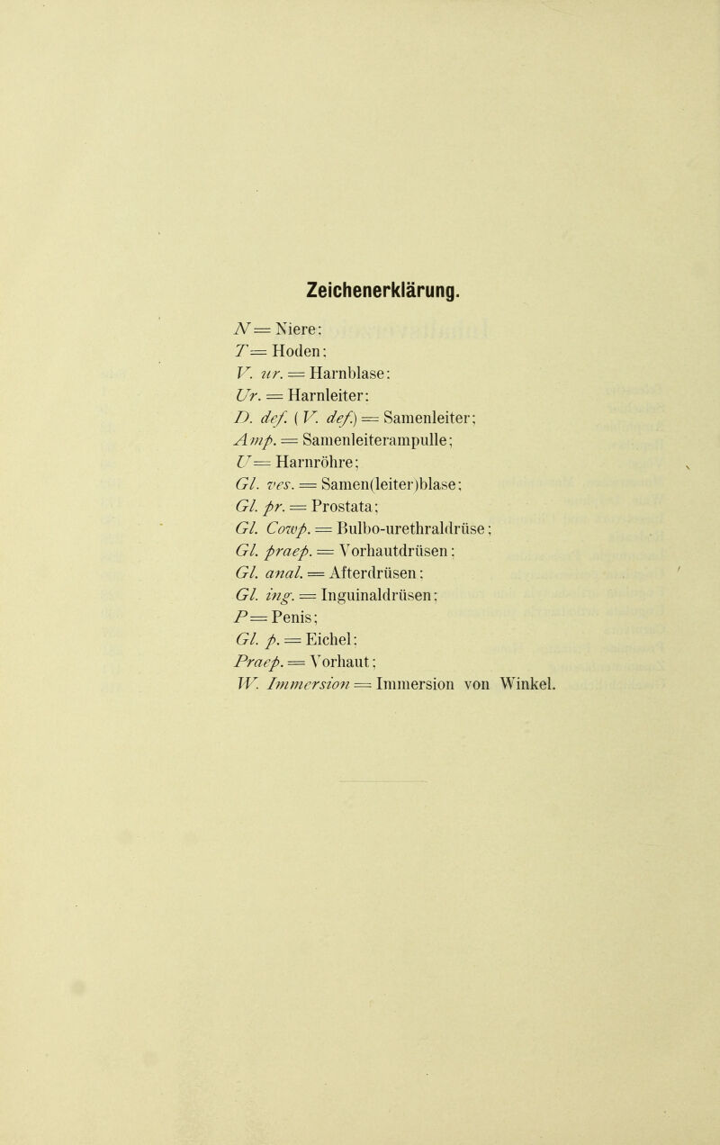 Zeichenerklärung. N= Niere; T— Hoden; V. ur. — Harnblase; Ur. = Harnleiter; D. def. ( V. de/.) = Samenleiter; Amp. = Samenleiterampulle; U = Harnröhre; Gl. ves. = Samenleiter)blase; Gl. pr. — Prostata; Gl. Cowp. = Bulbo-urethraldrüse; Gl. praep. = Vorhautdrüsen; Gl. anal. = Afterdrüsen; Gl. ing. — Inguinaldrüsen; P— Penis; Gl. p. = Eichel; Praep. = Vorhaut; W. Immersion = Immersion von Winkel.