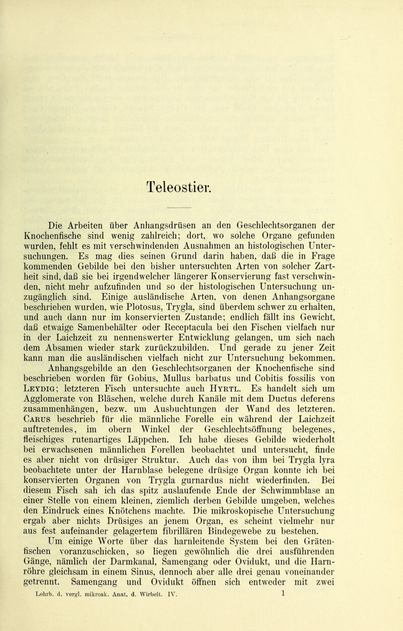 Teleostier. Die Arbeiten über Anhangsdrüsen an den Geschlechtsorganen der Knochenfische sind wenig zahlreich; dort, wo solche Organe gefunden wurden, fehlt es mit verschwindenden Ausnahmen an histologischen Unter- suchungen. Es mag dies seinen Grund darin haben, daß die in Frage kommenden Gebilde bei den bisher untersuchten Arten von solcher Zart- heit sind, daß sie bei irgendwelcher längerer Konservierung fast verschwin- den, nicht mehr aufzufinden und so der histologischen Untersuchung un- zugänglich sind. Einige ausländische Arten, von denen Anhangsorgane beschrieben wurden, wie Plotosus, Trygla, sind überdem schwer zu erhalten, und auch dann nur im konservierten Zustande; endlich fällt ins Gewicht, daß etwaige Samenbehälter oder Receptacula bei den Fischen vielfach nur in der Laichzeit zu nennenswerter Entwicklung gelangen, um sich nach dem Absamen wieder stark zurückzubilden. Und gerade zu jener Zeit kann man die ausländischen vielfach nicht zur Untersuchung bekommen. Anhangsgebilde an den Geschlechtsorganen der Knochenfische sind beschrieben worden für Gobius, Mullus barbatus und Cobitis fossilis von Leydig; letzteren Fisch untersuchte auch Hyrtl. Es handelt sich um Agglomerate von Bläschen, welche durch Kanäle mit dem Ductus deferens zusammenhängen, bezw. um Ausbuchtungen der Wand des letzteren. Carus beschrieb für die männliche Forelle ein während der Laichzeit auftretendes, im obern Winkel der Geschlechtsöffnung belegenes, fleischiges rutenartiges Läppchen. Ich habe dieses Gebilde wiederholt bei erwachsenen männlichen Forellen beobachtet und untersucht, finde es aber nicht von drüsiger Struktur. Auch das von ihm bei Trygla lyra beobachtete unter der Harnblase belegene drüsige Organ konnte ich bei konservierten Organen von Trygla gurnardus nicht wiederfinden. Bei diesem Fisch sah ich das spitz auslaufende Ende der Schwimmblase an einer Stelle von einem kleinen, ziemlich derben Gebilde umgeben, welches den Eindruck eines Knötchens machte. Die mikroskopische Untersuchung ergab aber nichts Drüsiges an jenem Organ, es scheint vielmehr nur aus fest aufeinander gelagertem fibrillären Bindegewebe zu bestehen. Um einige Worte über das harnleitende System bei den Gräten- fischen voranzuschicken, so liegen gewöhnlich die drei ausführenden Gänge, nämlich der Darmkanal, Samengang oder Ovidukt, und die Harn- röhre gleichsam in einem Sinus, dennoch aber alle drei genau voneinander getrennt. Samengang und Ovidukt öffnen sich entweder mit zwei