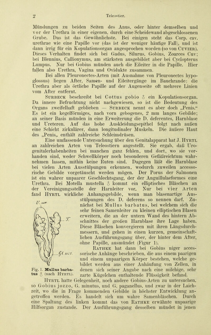 Mündungen zu beiden Seiten des Anus, oder hinter demselben und vor der Urethra in einer eigenen, durch eine Scheidewand abgeschlossenen Grube. Das ist das Gewöhnlichste. Bei einigen steht das Corp. cav. urethrae wie eine Papille vor (das ist der weniger häutige Fall), und ist dann irrig für ein Kopulationsorgan angesprochen worden (so von Cuvier). Dieses Verhalten findet sich bei Gadus, Silurus, Gobius, Zoarces Cuv; bei Blennius, Callionymus, am stärksten ausgebildet aber bei Cyclopterus Lumpus. Nur bei Gobius münden auch die Eileiter in die Papille. Hier fallen also Urethra, Vagina und Ovidukte zusammen. Bei allen Pleuronectes-Arten (mit Ausnahme von Pleuronectes hypo- glossus) liegen After, Samen- und Eileitergänge im Bauchrande: die Urethra aber als örtliche Papille auf der Augenseite oft mehrere Linien vom After entfernt. Surbeck beschreibt bei Cottus gobio £ ein Kopulationsorgan. Da innere Befruchtung nicht nachgewiesen, so ist die Bedeutung des Organs zweifelhaft geblieben — Surbeck nennt es aber doch „Penis. Es ist ein kegelförmiges, nach vorn gebogenes, 2 mm langes Gebilde; an seiner Basis münden in eine Erweiterung die D. deferentes, Harnblase und Ureteren. Auf das hohe Auskleidungsepithel folgt nach außen eine Schicht zirkulärer, dann longitudinaler Muskeln. Die äußere Haut des „Penis,, enthält zahlreiche Schleimdrüsen. Eine umfassende Untersuchung über den Genitalapparat hat J. Hyrtl an zahlreichen Arten von Teleostiern angestellt. Sie ergab, daß Uro- genitalerhabenheiten bei manchen ganz fehlen, und dort, wo sie vor- handen sind, weder Schwellkörper noch besonderen Gefäßreichtum wahr- nehmen lassen, mithin keine Ruten sind. Dagegen läßt die Harnblase bei vielen Arten Ausstülpungen erkennen, wodurch zuweilen accesso- rische Gebilde vorgetäuscht werden mögen. Der Poms der Salmonen ist ein wahrer unpaarer Geschlechtsgang, der der Anguillulaeformes eine Urethra. Bei Motella mustella S kommt ein elliptisches Bläschen an der Vereinigungsstelle der Harnleiter vor. Nur bei vier Arten fand Hyrtl wirkliche Anhangsgebilde, wenn man blasenartige Aus- stülpungen des D. deferens so nennen darf. Zu- nächst bei Mullus barbatus, bei welchem sich die sehr feinen Samenleiter zu kleinen elliptischen Blasen erweitern, die an der untern Wand des hintern Ab- schnittes der großen Harnblase ihre Lage haben. Diese Bläschen konvergieren mit ihren Längsdurch- messern, und gehen in einen kurzen, gemeinschaft- lichen Ausführungsgang über, der hinter dem After, ohne Papille, ausmündet (Figur 1). Rathke hat dann bei Gobius niger acces- sorische Anhänge beschrieben, die aus einem paarigen und einem unpaarigen Körper bestehen, welche ge- bildet werden aus einer Anhäufung von Zellen, in Fig. 1. Mullus barba- denen sich seiner Angabe nach eine milchige, sehr tus j (nach Hyrtl). zarte Kügelchen enthaltende Flüssigkeit befand. Hyrtl hatte Gelegenheit, noch andere Gobius-Arten zu untersuchen, so Gobius jozzo, G. minutus, und G. paganellus, und zwar in der Laich- zeit, wo die in Frage kommenden Gebilde in höchster Entwicklung an- getroffen werden. Es handelt sich um wahre Samenbläschen. Durch eine Spaltung des linken kommt das von Rathke erwähnte unpaarige Hilfsorgan zustande. Der Ausführungsgang desselben mündet in jenen