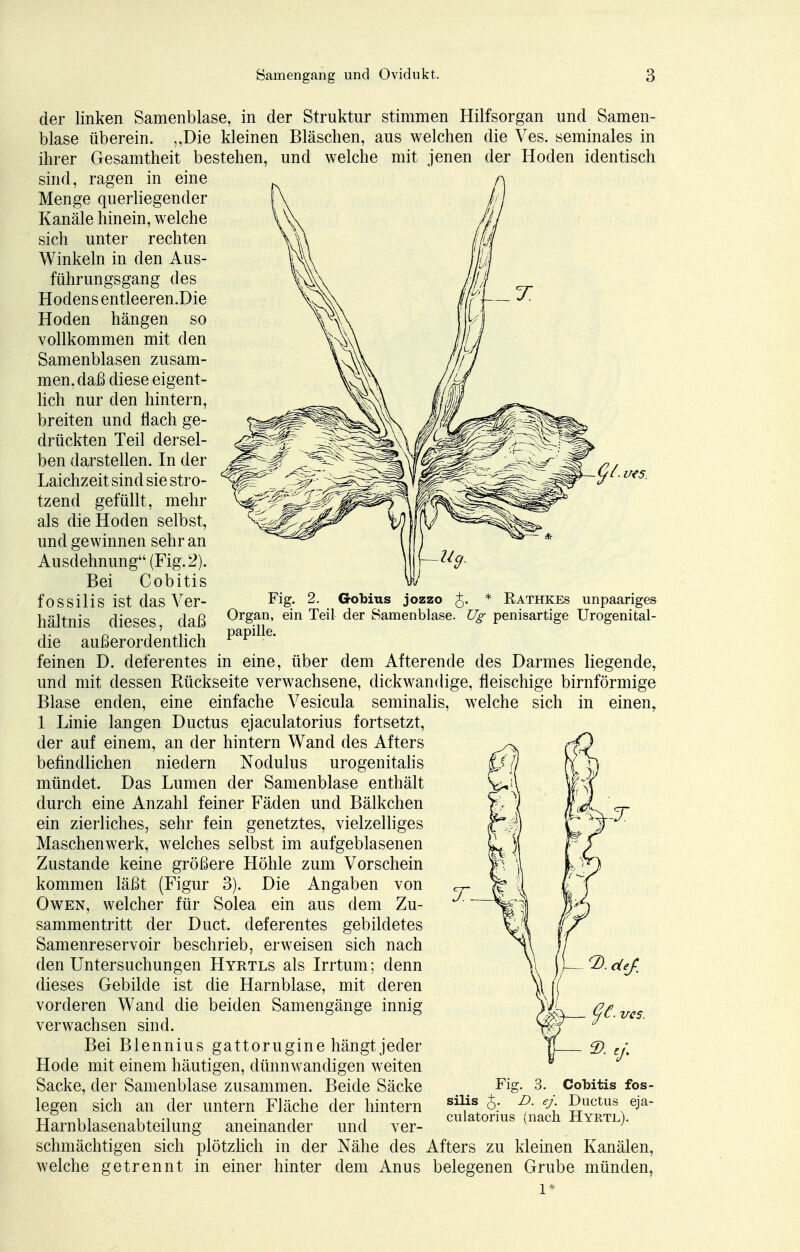 WS. der linken Samen blase, in der Struktur stimmen Hilfsorgan und Samen- blase überein. „Die kleinen Bläschen, aus welchen die Ves. seminales in ihrer Gesamtheit bestehen, und welche mit jenen der Hoden identisch sind, ragen in eine Menge querliegender Kanäle hinein, welche sich unter rechten Winkeln in den Aus- führungsgang des Hodens entleeren.Die Hoden hängen so vollkommen mit den Samenblasen zusam- men, daß diese eigent- lich nur den hintern, breiten und flach ge- drückten Teil dersel- ben darstellen. In der Laichzeit sind sie stro- tzend gefüllt, mehr als die Hoden selbst, und gewinnen sehr an Ausdehnung (Fig. 2). Bei Cobitis fossilis ist das Ver- hältnis dieses, daß die außerordentlich feinen D. deferentes in eine, über dem Afterende des Darmes liegende, und mit dessen Rückseite verwachsene, dickwandige, fleischige birnförmige Blase enden, eine einfache Vesicula seminalis, Avelche sich in einen, 1 Linie langen Ductus ejaculatorius fortsetzt, der auf einem, an der hintern Wand des Afters befindlichen niedern Nodulus urogenitalis mündet. Das Lumen der Samenblase enthält durch eine Anzahl feiner Fäden und Bälkchen ein zierliches, sehr fein genetztes, vielzelliges Maschenwerk, welches selbst im aufgeblasenen Zustande keine größere Höhle zum Vorschein kommen läßt (Figur 3). Die Angaben von Owen, welcher für Solea ein aus dem Zu- sammentritt der Duct. deferentes gebildetes Samenreservoir beschrieb, erweisen sich nach den Untersuchungen Hyrtls als Irrtum; denn dieses Gebilde ist die Harnblase, mit deren vorderen Wand die beiden Samengänge innig verwachsen sind. Bei Blennius gattorugine hängt jeder Hode mit einem häutigen, dünnwandigen weiten Sacke, der Samenblase zusammen. Beide Säcke legen sich an der untern Fläche der hintern Harnblasenabteilung aneinander und ver- schmächtigen sich plötzlich in der Nähe des Afters zu kleinen Kanälen, welche getrennt in einer hinter dem Anus belegenen Grube münden, Fig. 2. Gobius jozzo J. * Rathkes unpaariges Organ, ein Teil der Samenblase. Ug penisartige Urogenital- papille. D.deJ. VCS. Fig. 3. Cobitis fos- silis D. ej. Ductus eja- culatorius (nach Hyrtl).