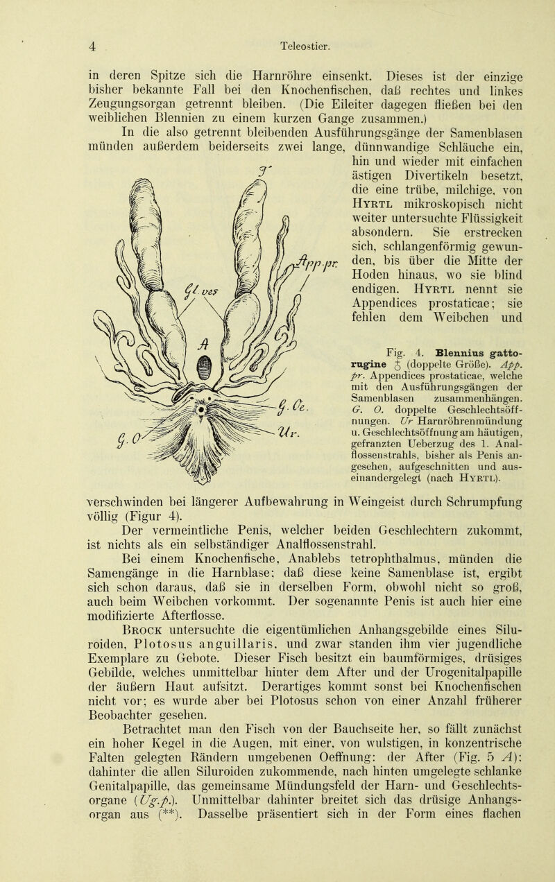 in deren Spitze sich die Harnröhre einsenkt. Dieses ist der einzige bisher bekannte Fall bei den Knochenfischen, daß rechtes und linkes Zeugungsorgan getrennt bleiben. (Die Eileiter dagegen fließen bei den weiblichen Blennien zu einem kurzen Gange zusammen.) In die also getrennt bleibenden Ausführungsgänge der Samenblasen münden außerdem beiderseits zwei lange, dünnwandige Schläuche ein, hin und wieder mit einfachen ästigen Divertikeln besetzt, die eine trübe, milchige, von Hyrtl mikroskopisch nicht weiter untersuchte Flüssigkeit absondern. Sie erstrecken sich, schlangenförmig gewun- den, bis über die Mitte der Hoden hinaus, wo sie blind endigen. Hyrtl nennt sie Appendices prostaticae; sie fehlen dem Weibchen und Fig. 4. Blennius g-atto- rugine J (doppelte Größe). App. pr. Appendices prostaticae7 welche mit den Ausführungsgängen der Samenblasen zusammenhängen. G. O. doppelte Geschlechtsöff- nungen. Ur Harnröhrenmündung u. Geschlechtsöffnung am häutigen, gefranzten Ueberzug des 1. Anal- flossenstrahls, bisher als Penis an- gesehen, aufgeschnitten und aus- einandergelegt (nach Hyrtl). verschwinden bei längerer Aufbewahrung in Weingeist durch Schrumpfung völlig (Figur 4). Der vermeintliche Penis, welcher beiden Geschlechtern zukommt, ist nichts als ein selbständiger Analflossenstrahl. Bei einem Knochenfische, Anablebs tetrophtbalmus, münden die Samengänge in die Harnblase; daß diese keine Samenblase ist, ergibt sich schon daraus, daß sie in derselben Form, obwohl nicht so groß, auch beim Weibchen vorkommt. Der sogenannte Penis ist auch hier eine modifizierte Afterflosse. Brock untersuchte die eigentümlichen Anhangsgebilde eines Silu- roiden, Plotosus anguillaris. und zwar standen ihm vier jugendliche Exemplare zu Gebote. Dieser Fisch besitzt ein baumförmiges, drüsiges Gebilde, welches unmittelbar hinter dem After und der Urogenitalpapille der äußern Haut aufsitzt. Derartiges kommt sonst bei Knochenfischen nicht vor; es wurde aber bei Plotosus schon von einer Anzahl früherer Beobachter gesehen. Betrachtet man den Fisch von der Bauchseite her, so fällt zunächst ein hoher Kegel in die Augen, mit einer, von wulstigen, in konzentrische Falten gelegten Bändern umgebenen Oeffnung: der After (Fig. 5 A): dahinter die allen Siluroiden zukommende, nach hinten umgelegte schlanke Genitalpapille, das gemeinsame Mündungsfeld der Harn- und Geschlechts- organe (Ug.p.). Unmittelbar dahinter breitet sich das drüsige Anhangs- organ aus (**). Dasselbe präsentiert sich in der Form eines flachen