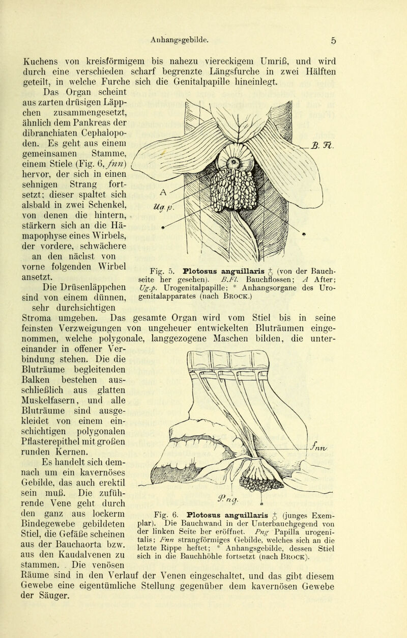 b. n. Kuchens von kreisförmigem bis nahezu viereckigem Umriß, und wird durch eine verschieden scharf begrenzte Längsfurche in zwei Hälften geteilt, in welche Furche sich die Genitalpapille hineinlegt. Das Organ scheint aus zarten drüsigen Läpp- chen zusammengesetzt, ähnlich dem Pankreas der dibranchiaten Cephalopo- den. Es geht aus einem gemeinsamen Stamme, einem Stiele (Fig. 6,/nn hervor, der sich in einen sehnigen Strang fort- setzt; dieser spaltet sich alsbald in zwei Schenkel, von denen die hintern, stärkern sich an die Hä- mapophyse eines Wirbels, der vordere, schwächere an den nächst von Fig. 5. Plotosus anguillaris J (von der Bauch- seite her gesehen). B.Fl. Baiichtiossen; A After; Ug.p. Urogenitalpapille; * Anhangsorgane des Uro- genitalapparates (nach Brock.) vorne folgenden Wirbel ansetzt. Die Drüsenläppchen sind von einem dünnen, sehr durchsichtigen Stroma umgeben. Das gesamte Organ wird vom Stiel bis in seine feinsten Verzweigungen von ungeheuer entwickelten Bluträumen einge- nommen, welche polygonale, langgezogene Maschen bilden, die unter- einander in olfener Ver- bindung stehen. Die die Bluträume begleitenden Balken bestehen aus- schließlich aus glatten Muskelfasern, und alle Bluträume sind ausge- kleidet von einem ein- schichtigen polygonalen Pflasterepithel mit großen runden Kernen. Es handelt sich dem- nach um ein kavernöses Gebilde, das auch erektil sein muß. Die zufüh- rende Vene geht durch den ganz aus lockerm Bindegewebe gebildeten Stiel, die Gefäße scheinen aus der Bauchaorta bzw. aus den Kaudalvenen zu stammen. Die venösen Räume sind in den Verlauf der Venen eingeschaltet, und das gibt diesem Gewebe eine eigentümliche Stellung gegenüber dem kavernösen Gewebe der Säuger. Fig. 6. Plotosus ang-uillaris J, (junges Exem- plar). Die Bauchwand in der Unterbauchgegend von der linken Seite her eröffnet. Png Papilla urogeni- talis; Fun strangförmiges Gebilde, welches sich an die letzte Eippe heftet; * Anhangsgebilde, dessen Stiel sich in die Bauchhöhle fortsetzt (nach Brock).