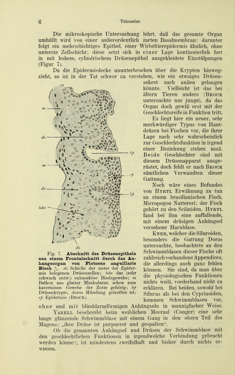 Die mikroskopische Untersuchung lehrt, daß das gesamte Organ umhüllt wird von einer außerordentlich zarten Basalmembran: darunter folgt ein mehrschichtiges Epithel, einer Wirbeltierepidermis ähnlich, ohne unterste Zellschicht; diese setzt sich in einer Lage kontinuierlich fort in mit hohem, cylindrischem Drüsenepithel ausgekleidete Einstülpungen (Figur 7). Da die Epidermisdecke ununterbrochen über die Krypten hinweg- zieht, so ist in der Tat schwer zu verstehen, wie ein etwaiges Drüsen- sekret nach außen gelangen könnte. Vielleicht ist das bei altern Tieren anders (Brock untersuchte nur junge), da das Organ doch gewiß erst mit der Geschlechtsreife in Funktion tritt. Es liegt hier ein neuer, sehr merkwürdiger Typus von Haut- drüsen bei Fischen vor, die ihrer Lage nach sehr wahrscheinlich zur Geschlechtsfunktion in irgend einer Beziehung stehen muß. Beide Geschlechter sind mit diesem Drüsenapparat ausge- rüstet, doch fehlt er nach Brock sämtlichen Verwandten dieser Gattung. Noch wäre eines Befundes von Hyrtl Erwähnung zu tun an einem brasilianischen Fisch, Micropogon Nattereri; der Fisch gehört zu den Sciäniden. Hyrtl fand bei ihm eine auffallende, mit einem drüsigen Anhängsel versehene Harnblase. Kner, welcher die Siluroiden, besonders die Gattung Doras untersuchte, beobachtete an den Schwimmblasen dieser Fische oft zahlreich vorhandene Appendices, die allerdings auch ganz fehlen können. Sie sind, da man über die physiologischen Funktionen nichts weiß, vorderhand nicht zu erklären. Bei beiden, sowohl bei Silurus als bei den Cyprinoiden, kommen Schwimmblasen vor, bdn Fig. 7. Abschnitt des Drüsenepithels aus einem Frontalschnitt durch das An- hangsorgan von Flotosus anguillaris Bloch J. dz Schicht der unter der Epider- mis belegenen Drüsenzellen; bdn das (sehr schwach entw.) submuköse Bindegewebe; m Balken aus glatter Muskulatur, schon zum kavernösen Gewebe der Zotte gehörig; kp Drüsenkrypte, deren Mündung getroffen ist; ep Epidermis (Brock). ohne und mit blinddarmförmigen Anhängseln in mannigfacher Weise. Yarell beschreibt beim weiblichen Meeraal (Conger) eine sehr lange glänzende Schwimmblase mit einem Gang in den obern Teil des Magens; „ihre Drüse ist purpurrot und gespalten-'. Ob die genannten Anhängsel und Drüsen der Schwimmblase mit den geschlechtlichen Funktionen in irgendwelche Verbindung gebracht werden können, ist mindestens zweifelhaft und bisher durch nichts er- wiesen.