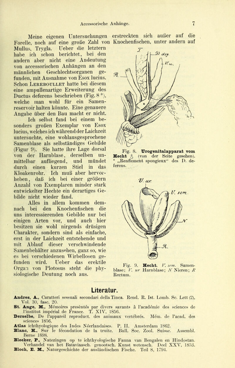 Meine eigenen Untersuchungen Forelle, noch auf eine große Zahl von Mullus, Trygla. Ueber die letztern habe ich schon berichtet, bei den andern aber nicht eine Andeutung von accessorischen Anhängen an den männlichen Geschlechtsorganen ge- funden, mit Ausnahme von Esox lucius. Schon Lereboullet hatte bei diesem eine ampullenartige Erweiterung des Ductus deferens beschrieben (Fig. 8 *), welche man wohl für ein Samen- reservoir halten könnte. Eine genauere Angabe über den Bau macht er nicht. Ich selbst fand bei einem be- sonders großen Exemplar von Esox lucius, welches ich während der Laichzeit untersuchte, eine wohlausgesprochene Samenblase als selbständiges Gebilde (Figur 9). Sie hatte ihre Lage dorsal von der Harnblase, derselben un- mittelbar aufliegend, und mündet durch einen kurzen Stiel in das Kloakenrohr. Ich muß aber hervor- heben, daß ich bei einer größern Anzahl von Exemplaren minder stark entwickelter Hechte ein derartiges Ge- bilde nicht wieder fand. Alles in allem kommen dem- nach bei den Knochenfischen die uns interessierenden Gebilde nur bei einigen Arten vor, und auch hier besitzen sie wohl nirgends drüsigen Charakter, sondern sind als einfache, erst in der Laichzeit entstehende und mit Ablauf dieser verschwindende 'Samenbehälter anzusehen, ganz so, wie es bei verschiedenen Wirbellosen ge- funden wird. Ueber das erektile Organ von Plotosus steht die phy- siologische Deutung noch aus. erstreckten sich außer auf die Knochenfischen, unter andern auf Fig. 8. Urog-enitalapparat vom Hecht J (von der Seite gesehen). * „Renflement spongieux des D. de- ferens. Fig. 9. Hecht. V. sem. Samen- blase; V. tir Harnblase; N Nieren; R Rectum. Literatur. Andres, A., Caratteri sessuali secondari della Tinea. Rend. R. Ist. Lomb. Sc. Lett (2), Vol. 30, fasc. 20. St. Ang-e, 3YL, Memoires presentes par divers savants ä l'academie des sciences de l'institut imperial de France. T. XIV, 1856. Derselbe, De l'appareil reproduet. des animaux vertebres. Mem. de l'acad. des sciences 1856. Atlas ichthyologique des Indes Neerlandaises. P. II. Amsterdam 1862. Blanc, H., Sur le fecondation de la truite. Bull. Soc. Zool. Suisse. Assembl. Berne 1898. Bleeker, P., Natezingen op te ichthyologische Fauna van Bengalen en Hindostan. Verhandel van het Bataviaasch. genootsch. Kunst wetensch. Deel XXV, 1853. Bloch, E. 3YL, Naturgeschichte der ausländischen Fische. Teil 8, 1794.