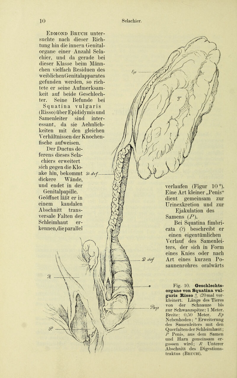 Edmond Bruch unter- suchte nach dieser Rich- tung hin die hin er n Genital- organe einer Anzahl Sela- chier, und da gerade bei dieser Klasse beim Männ- chen vielfach Residuen des weiblichenGenitalapparates gefunden werden, so rich- tete er seine Aufmerksam- keit auf beide Geschlech- ter. Seine Befunde bei Squatina vulgaris (Risso) über Epididymis und Samenleiter sind inter- essant, da sie Aehnlich- keiten mit den gleichen Verhältnissen der Knochen- fische aufweisen. Der Ductus de- ferens dieses Sela- chiers erweitert sich gegen die Klo- ake hin, bekommt dickere Wände, und endet in der Genitalpapille. Geöffnet läßt er in einem kaudalen Abschnitt trans- versale Falten der Schleimhaut er- kennende parallel V. verlaufen (Figur 10*). Eine Art kleiner „Penis dient gemeinsam zur Urinexkretion und zur Ejakulation des Samens (P). Bei Squatina fimbri- cata (?) beschreibt er einen eigentümlichen Verlauf des Samenlei- ters, der sich in Form eines Knies oder nach Art eines kurzen Po- saunenrohres oralwärts Fig. 10. Geschlechts- organe von Squatina vul- garis Risso £ (20 mal ver- kleinert. Länge des Tieres von der Schnauze bis zur Schwanzspitze: 1 Meter. Breite: 0,50 Meter. Ep Nebenhoden; * Erweiterung des Samenleiters mit den Querfalten der Schleimhaut; P Penis, aus dem Samen und Harn gemeinsam er- gossen wird; R Unterer Abschnitt des Digestions- traktus (Bruch).