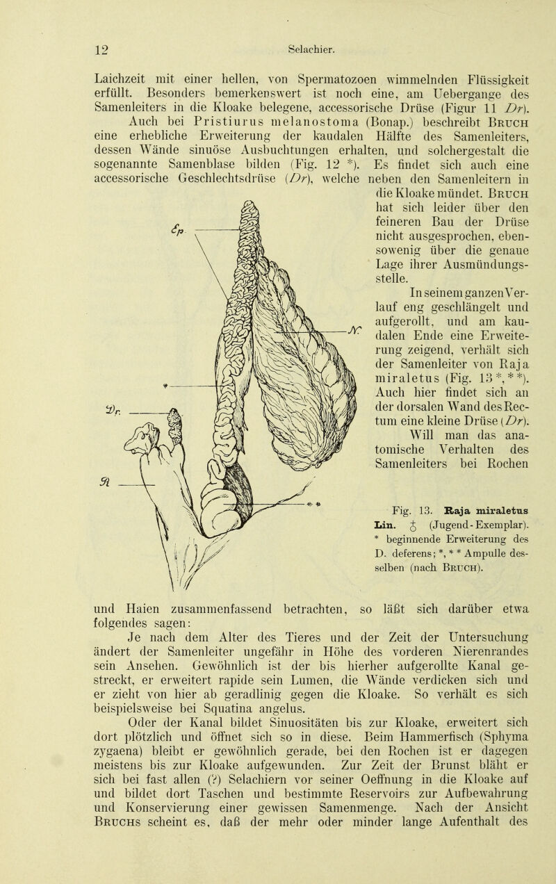 Laichzeit mit einer hellen, von Spermatozoon wimmelnden Flüssigkeit erfüllt. Besonders bemerkenswert ist noch eine, am Uebergange des Samenleiters in die Kloake belegene, accessorische Drüse (Figur 11 Dr). Auch bei Pristiurus melanoStoma (Bonap.) beschreibt Bruch eine erhebliche Erweiterung der kaudalen Hälfte des Samenleiters, dessen Wände sinuöse Ausbuchtungen erhalten, und solchergestalt die sogenannte Samenblase bilden (Fig. 12 *). Es findet sich auch eine accessorische Geschlechtsdrüse (Dr), welche neben den Samenleitern in die Kloake mündet. Bruch hat sich leider über den feineren Bau der Drüse nicht ausgesprochen, eben- sowenig über die genaue Lage ihrer Ausmündungs- stelle. In seinem ganzen Ver- lauf eng geschlängelt und aufgerollt, und am kau- dalen Ende eine Erweite- rung zeigend, verhält sich der Samenleiter von Raja miraletus (Fig. 13*,**). Auch hier findet sich an der dorsalen Wand des Rec- tum eine kleine Drüse (Dr). Will man das ana- tomische Verhalten des Samenleiters bei Rochen 2, 91 Fig. 13. Raja miraletus Lin. g (Jugend-Exemplar). * beginnende Erweiterung des D. deferens; *, * * Ampulle des- selben (nach Beuch). und Haien zusammenfassend betrachten, so läßt sich darüber etwa folgendes sagen: Je nach dem Alter des Tieres und der Zeit der Untersuchung ändert der Samenleiter ungefähr in Höhe des vorderen Nierenrandes sein Ansehen. Gewöhnlich ist der bis hierher aufgerollte Kanal ge- streckt, er erweitert rapide sein Lumen, die Wände verdicken sich und er zieht von hier ab geradlinig gegen die Kloake. So verhält es sich beispielsweise bei Squatina angelus. Oder der Kanal bildet Sinuositäten bis zur Kloake, erweitert sich dort plötzlich und öffnet sich so in diese. Beim Hammerfisch (Sphyma zygaena) bleibt er gewöhnlich gerade, bei den Rochen ist er dagegen meistens bis zur Kloake aufgewunden. Zur Zeit der Brunst bläht er sich bei fast allen (?) Selachiern vor seiner Oeffnung in die Kloake auf und bildet dort Taschen und bestimmte Reservoirs zur Aufbewahrung und Konservierung einer gewissen Samenmenge. Nach der Ansicht Bruchs scheint es, daß der mehr oder minder lange Aufenthalt des