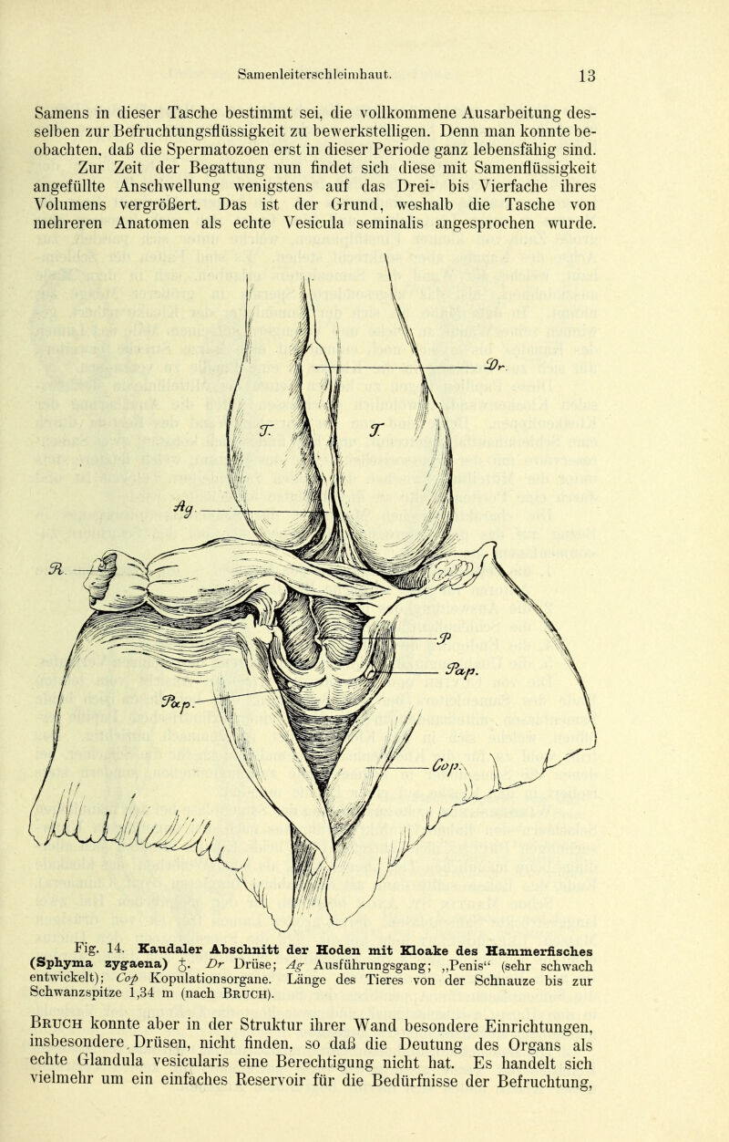 Samens in dieser Tasche bestimmt sei, die vollkommene Ausarbeitung des- selben zur Befruchtungsflüssigkeit zu bew erkstelligen. Denn man konnte be- obachten, daß die Spermatozoen erst in dieser Periode ganz lebensfähig sind. Zur Zeit der Begattung nun findet sich diese mit Samenflüssigkeit angefüllte Anschwellung wenigstens auf das Drei- bis Vierfache ihres Volumens vergrößert. Das ist der Grund, weshalb die Tasche von mehreren Anatomen als echte Vesicula seminalis angesprochen wurde. Fig. 14. Kaudaler Abschnitt der Hoden mit Kloake des Hammerfisches (Sphyma zyg-aena) j. Dr Drüse; Ag Ausführungsgang; „Penis (sehr schwach entwickelt); Cop Kopulationsorgane. Länge des Tieres von der Schnauze bis zur Schwanzspitze 1,34 m (nach Bruch). Bruch konnte aber in der Struktur ihrer Wand besondere Einrichtungen, insbesondere. Drüsen, nicht finden, so daß die Deutung des Organs als echte Glandula vesicularis eine Berechtigung nicht hat. Es handelt sich vielmehr um ein einfaches Reservoir für die Bedürfnisse der Befruchtung,