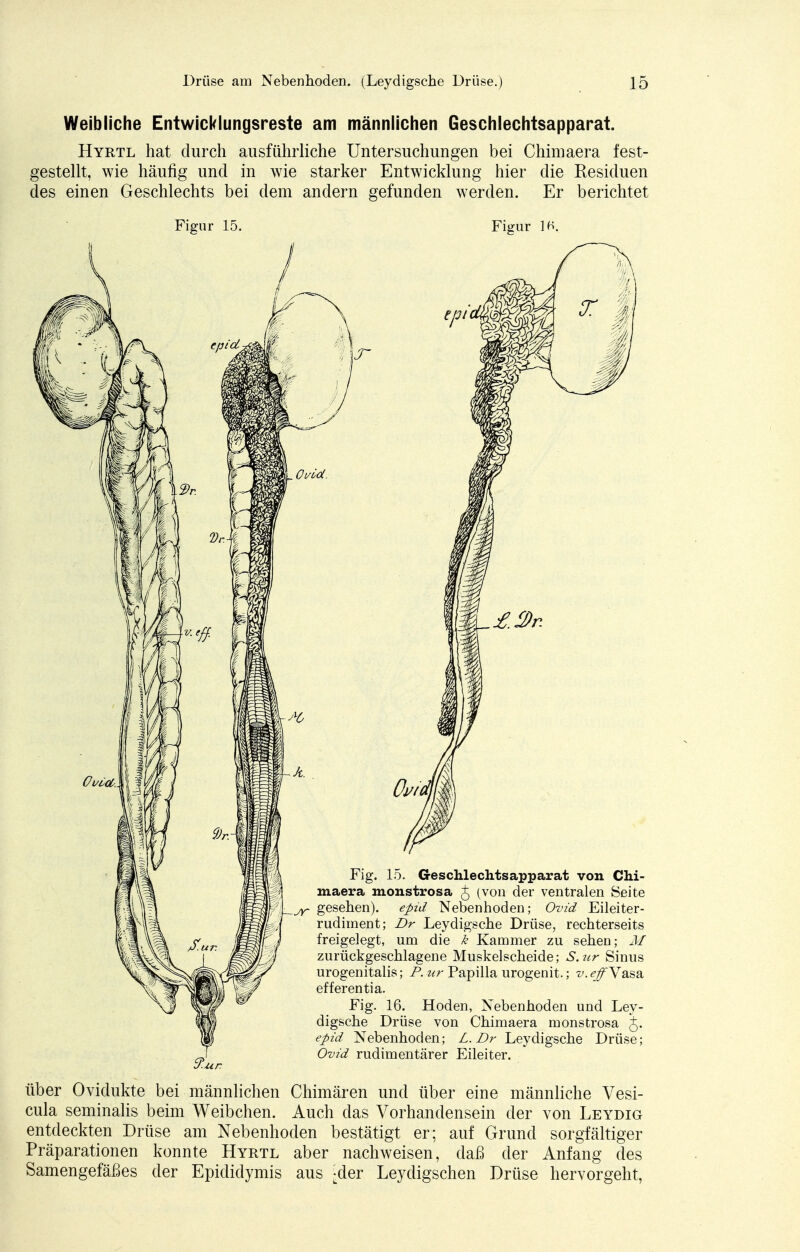 Weibliche Entwicklungsreste am männlichen Geschlechtsapparat. Hyrtl hat durch ausführliche Untersuchungen bei Chimaera fest- gestellt, wie häufig und in wie starker Entwicklung hier die Residuen des einen Geschlechts bei dem andern gefunden werden. Er berichtet Figur 15. Figur 1K. Fig. 15. Geschlechtsapparat von Chi- maera monstrosa £ (von der ventralen Seite gesehen), epid Nebenhoden; Ovid Eileiter- rudiment; Dr Leydigsche Drüse, rechterseits freigelegt, um die k Kammer zu sehen; M zurückgeschlagene Muskelscheide; S.ur Sinus urogenitalis; P. nr Papilla urogenit.; v. eff Vasa efferentia. Fig. 16. Hoden, Nebenhoden und Ley- digsche Drüse von Chimaera monstrosa J. epid Nebenhoden; L. Dr Leydigsche Drüse; Ovid rudimentärer Eileiter. über Ovidukte bei männlichen Chimären und über eine männliche Vesi- cula seminalis beim Weibchen. Auch das Vorhandensein der von Leydig entdeckten Drüse am Nebenhoden bestätigt er; auf Grund sorgfältiger Präparationen konnte Hyrtl aber nachweisen, daß der Anfang des Samengefäßes der Epididymis aus -der Leydigschen Drüse hervorgeht,