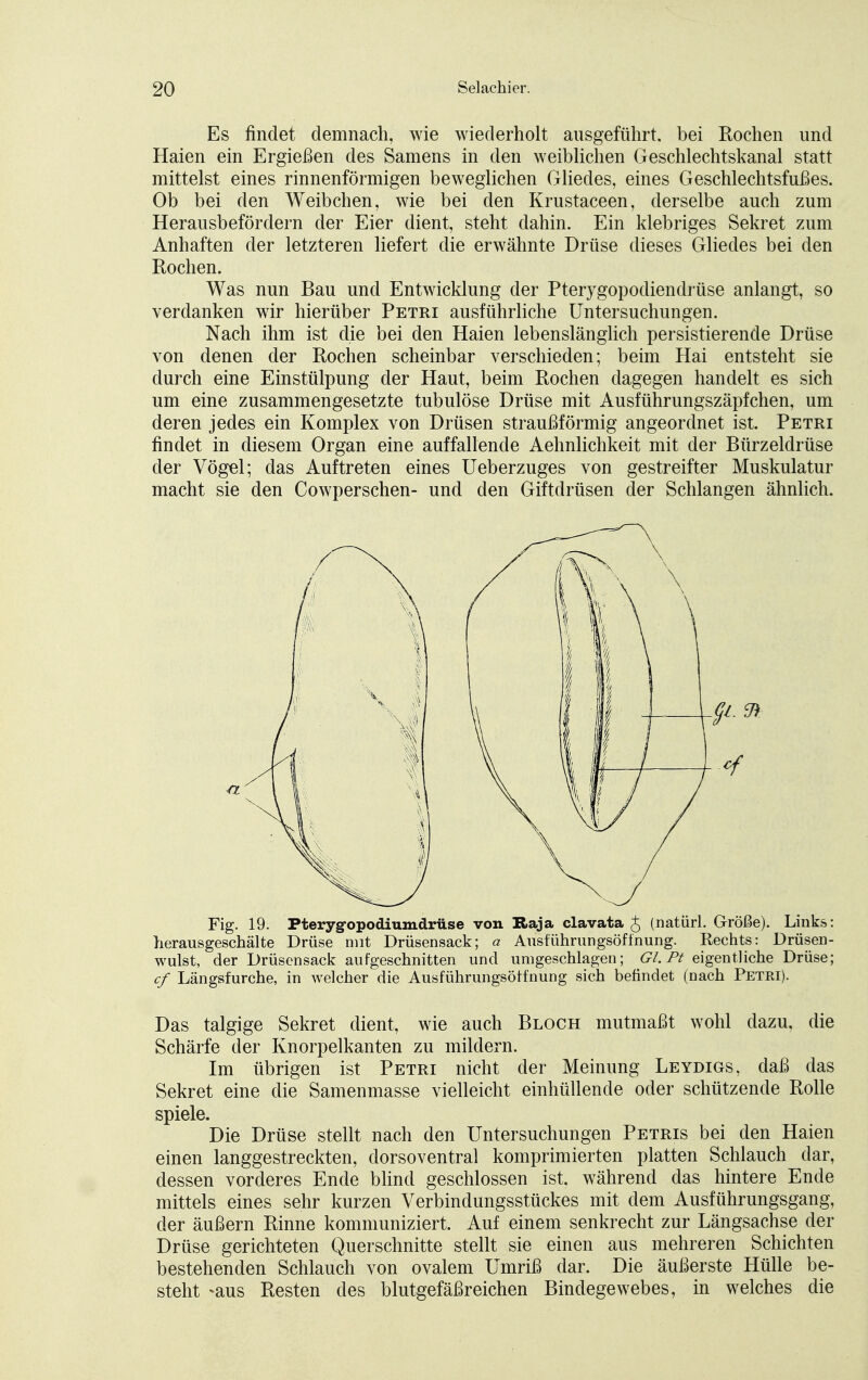 Es findet demnach, wie wiederholt ausgeführt, bei Rochen und Haien ein Ergießen des Samens in den weiblichen Geschlechtskanal statt mittelst eines rinnenförmigen beweglichen Gliedes, eines Geschlechtsfußes. Ob bei den Weibchen, wie bei den Krustaceen, derselbe auch zum Herausbefördern der Eier dient, steht dahin. Ein klebriges Sekret zum Anhaften der letzteren liefert die erwähnte Drüse dieses Gliedes bei den Rochen. Was nun Bau und Entwicklung der Pterygopodiendrüse anlangt, so verdanken wir hierüber Petri ausführliche Untersuchungen. Nach ihm ist die bei den Haien lebenslänglich persistierende Drüse von denen der Rochen scheinbar verschieden; beim Hai entsteht sie durch eine Einstülpung der Haut, beim Rochen dagegen handelt es sich um eine zusammengesetzte tubulöse Drüse mit Ausführungszäpfchen, um deren jedes ein Komplex von Drüsen straußförmig angeordnet ist. Petri findet in diesem Organ eine auffallende Aehnlichkeit mit der Bürzeldrüse der Vögel; das Auftreten eines Ueberzuges von gestreifter Muskulatur macht sie den Cowperschen- und den Giftdrüsen der Schlangen ähnlich. Fig. 19. Pteryg-opodiumdrüse von Kaja clavata g (natürl. Größe). Links: herausgeschälte Drüse mit Drüsensack; a Ausführungsöfinung. Rechts: Drüsen- wulst, der Drüsensack aufgeschnitten und umgeschlagen; 6Y./V eigentliche Drüse; cf Längsfurche, in welcher die Ausführungsötfnung sich befindet (nach Petri). Das talgige Sekret dient, wie auch Bloch mutmaßt wohl dazu, die Schärfe der Knorpelkanten zu mildern. Im übrigen ist Petri nicht der Meinung Leydigs, daß das Sekret eine die Samenmasse vielleicht einhüllende oder schützende Rolle spiele. Die Drüse stellt nach den Untersuchungen Petris bei den Haien einen langgestreckten, dorsoventral komprimierten platten Schlauch dar, dessen vorderes Ende blind geschlossen ist. während das hintere Ende mittels eines sehr kurzen Verbindungsstückes mit dem Ausführungsgang, der äußern Rinne kommuniziert. Auf einem senkrecht zur Längsachse der Drüse gerichteten Querschnitte stellt sie einen aus mehreren Schichten bestehenden Schlauch von ovalem Umriß dar. Die äußerste Hülle be- steht -aus Resten des blutgefäßreichen Bindegewebes, in welches die