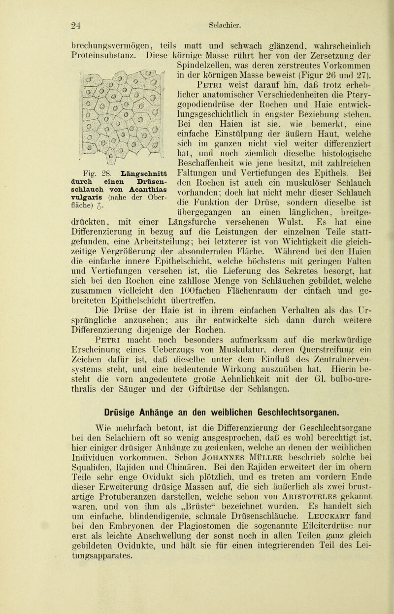 -0 / Fig. 28. Längschnitt durch einen. Drüsen- schlauch von Acanthias vulgaris (nahe der Ober- fläche) J. brechungsvermögen, teils matt und schwach glänzend, wahrscheinlich Proteinsubstanz. Diese körnige Masse rührt her von der Zersetzung der Spindelzellen, was deren zerstreutes Vorkommen in der körnigen Masse beweist (Figur 26 und 27). Petri weist darauf hin, daß trotz erheb- licher anatomischer Verschiedenheiten die Ptery- gopodiendrüse der Rochen und Haie entwick- lungsgeschichtlich in engster Beziehung stehen. Bei den Haien ist sie, wie bemerkt, eine einfache Einstülpung der äußern Haut, welche sich im ganzen nicht viel weiter differenziert hat, und noch ziemlich dieselbe histologische Beschaffenheit wie jene besitzt, mit zahlreichen Faltungen und Vertiefungen des Epithels. Bei den Rochen ist auch ein muskulöser Schlauch vorhanden; doch hat nicht mehr dieser Schlauch die Funktion der Drüse, sondern dieselbe ist übergegangen an einen länglichen, breitge- drückten, mit einer Längsfurche versehenen Wulst. Es hat eine Differenzierung in bezug auf die Leistungen der einzelnen Teile statt- gefunden, eine Arbeitsteilung ; bei letzterer ist von Wichtigkeit die gleich- zeitige Vergrößerung der absondernden Fläche. Während bei den Haien die einfache innere Epithelschicht, welche höchstens mit geringen Falten und Vertiefungen versehen ist, die Lieferung des Sekretes besorgt, hat sich bei den Rochen eine zahllose Menge von Schläuchen gebildet, welche zusammen vielleicht den lOOfachen Flächenraum der einfach und ge- breiteten Epithelschicht übertreffen. Die Drüse der Haie ist in ihrem einfachen Verhalten als das LTr- sprüngliche anzusehen; aus ihr entwickelte sich dann durch weitere Differenzierung diejenige der Rochen. Petri macht noch besonders aufmerksam auf die merkwürdige Erscheinung eines Ueberzugs von Muskulatur, deren Querstreifung ein Zeichen dafür ist, daß dieselbe unter dem Einfluß des Zentralnerven- systems steht, und eine bedeutende Wirkung auszuüben hat. Hierin be- steht die vorn angedeutete große Aehnlichkeit mit der Gl. bulbo-ure- thralis der Säuger und der Giftdrüse der Schlangen. Drüsige Anhänge an den weiblichen Geschlechtsorganen. Wie mehrfach betont, ist die Differenzierung der Geschlechtsorgane bei den Selachiern oft so wenig ausgesprochen, daß es wohl berechtigt ist. hier einiger drüsiger Anhänge zu gedenken, welche an denen der weiblichen Individuen vorkommen. Schon Johannes Müller beschrieb solche bei Squaliden, Rajiden und Chimären. Bei den Rajiden erweitert der im obern Teile sehr enge Ovidukt sich plötzlich, und es treten am vordem Ende dieser Erweiterung drüsige Massen auf, die sich äußerlich als zwei brust- artige Protuberanzen darstellen, welche schon von Aristoteles gekannt waren, und von ihm als „Brüste bezeichnet wurden. Es handelt sich um einfache, blindendigende, schmale Drüsenschläuche. Leuckart fand bei den Embryonen der Plagiostomen die sogenannte Eileiterdrüse nur erst als leichte Anschwellung der sonst noch in allen Teilen ganz gleich gebildeten Ovidukte, und hält sie für einen integrierenden Teil des Lei- tungsapparates.