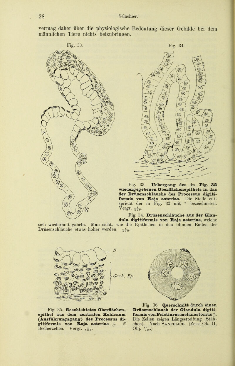 vermag daher über die physiologische Bedeutung dieser Gebilde bei dem männlichen Tiere nichts beizubringen. Fig. 3c Fig. 34. Fig. 33. Uebergfang* des in rig\ 32 wiedergegebenen Oberflächenepithels in das der Drüsenschläuche des Processus digiti- formis von Raja asterias. Die Stelle ent- spricht der in Fig. 32 mit * bezeichneten. Vergr. Fig. 34. Drüsenschläuche aus der Glan- dula digitiformis von Kaja asterias, welche sich wiederholt gabeln. Man sieht, wie die Epithelien in den blinden Enden der Drüsenschläuche etwas höher werden. Fig. 36. Querschnitt durch einen Fig. 35. Geschichtetes Oberflächen- Drüsenschlauch der Glandula digiti- epithel aus dem zentralen Hohlraum formis von Pristiurus melaiiostomus . (Ausführungsg-ang-) des Processus di- Die Zellen zeigen Längsstreifung (Stäb- gitiformis von Raja asterias J. B chen). Nach Saxfelice. (Zeiss Ok. II, Becherzellen. Vergr. Obj. 1/12.)