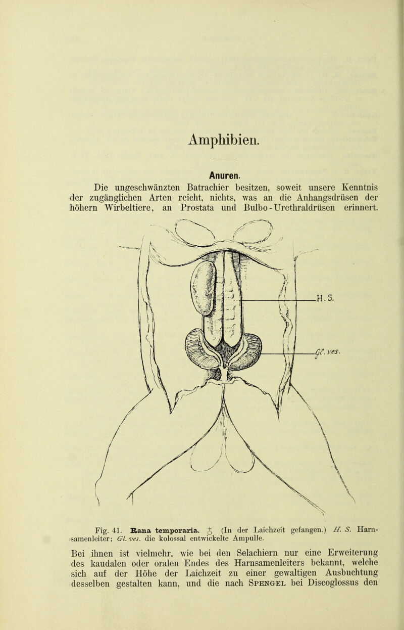 Amphibien. Anuren. Die ungeschwänzten Batrachier besitzen, soweit unsere Kenntnis der zugänglichen Arten reicht, nichts, was an die Anhangsdrüsen der höhern Wirbeltiere, an Prostata und Bulbo-Urethraldrüsen erinnert. Fig. 41. Rana temporaria. J (In der Laichzeit gefangen.) H. S. Harn- -samenleiter; Gl.ves. die kolossal entwickelte Ampulle. Bei ihnen ist vielmehr, wie bei den Selachiern nur eine Erweiterung des kaudalen oder oralen Endes des Harnsamenleiters bekannt, welche sich auf der Höhe der Laichzeit zu einer gewaltigen Ausbuchtung desselben gestalten kann, und die nach Spengel bei Discoglossus den