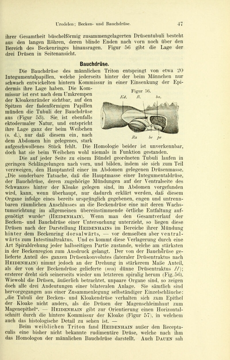 Figur 56. Kd. B. be fie ihrer Gesamtheit büschelförmig zusammengelagerten Drüsentubuli besteht aus den langen Röhren, deren blinde Enden nach vorn noch über den Bereich des Beckenringes hinausragen. Figur 56 gibt die Lage der drei Drüsen in Seitenansicht. Bauchdrüse. Die Bauchdrüse des männlichen Triton entspringt von etwa 20 Integumentalpapillen, welche jederseits hinter der beim Männchen nur schwach entwickelten hintern Kommissur in einer Ein Senkung der Epi- dermis ihre Lage haben. Die Kom- missur ist erst nach dem Umkrempen der Kloakenränder sichtbar, auf den Spitzen der fadenförmigen Papillen münden die Tubuli der Bauchdrüse aus (Figur 53). Sie. ist ebenfalls ektodermaler Natur, und entspricht ihre Lage ganz der beim Weibchen (s. d.), nur daß diesem ein, nach dem Abdomen hin gelegenes, stark aufgeschwollenes Stück fehlt. Die Homologie beider ist unverkennbar, doch hat sie beim Weibchen wohl niemals in Funktion gestanden. Die auf jeder Seite zu einem Bündel geordneten Tubuli laufen in geringen Schlängelungen nach vorn, und bilden, indem sie sich zum Teil verzweigen, den Hauptanteil einer im Abdomen gelegenen Drüsenmasse. „Die sonderbare Tatsache, daß die Hauptmasse einer Integumentaldrüse, der Bauchdrüse, deren zugehörige Mündungen auf der Yentralseite des Schwanzes hinter der Kloake gelegen sind, im Abdomen vorgefunden wird, kann, wenn überhaupt, nur dadurch erklärt werden, daß diesem Organe infolge eines bereits ursprünglich gegebenen, engen und untrenn- baren räumlichen Anschlusses an die Beckendrüse eine mit deren Wachs- tumsrichtung im allgemeinen übereinstimmende örtliche Entfaltung auf- genötigt wurde1' (Heidenhain). Wenn man den Gesamtverlauf der Becken- und Bauchdrüse einer Untersuchung unterzieht, so liegen diese Drüsen nach der Darstellung Heidenhains im Bereiche ihrer Mündung hinter dem Beckenring dorsalwärts, — vor demselben aber ventral- wärts zum Intestinaltraktus. Und es kommt diese Verlagerung durch eine Art Spiraldrehimg jeder halbseitigen Partie zustande, welche am stärksten in der Beckenregion zum Ausdruck gelangt. Der von der Bauchdrüse ge- lieferte Anteil des ganzen Drüsenkonvolutes (lateraler Drüsentraktus nach Heidenhain) nimmt jedoch an der Drehung in stärkerem Maße Anteil, als der von der Beckendrüse gelieferte (mu) dünne Drüsentraktus H)\ ersterer dreht sich seinerseits wieder um letzteren spiralig herum (Fig. 56). Wiewohl die Drüsen, äußerlich betrachtet, unpaare Organe sind, so zeigen doch alle drei Andeutungen einer bilateralen Anlage. Sie sämtlich sind hervorgegangen aus einer Zusammenlegung selbständiger Einzelschläuche: „die Tubuli der Becken- und Kloakendrüse verhalten sich zum Epithel der Kloake nicht anders, als die Drüsen der Magenschleimhaut zum Magenepithel''. — Heidenhain gibt zur Orientierung einen Horizontal- schnitt durch die hintere Kommissur der Kloake (Figur 57). in welchem auch das histologische Detail zu sehen ist. — Beim weiblichen Triton fand Heidenhain außer den Recepta- culis eine bisher nicht bekannte rudimentäre Drüse, welche nach ihm das Homologon der männlichen Bauchdrüse darstellt. Auch Dauen sah