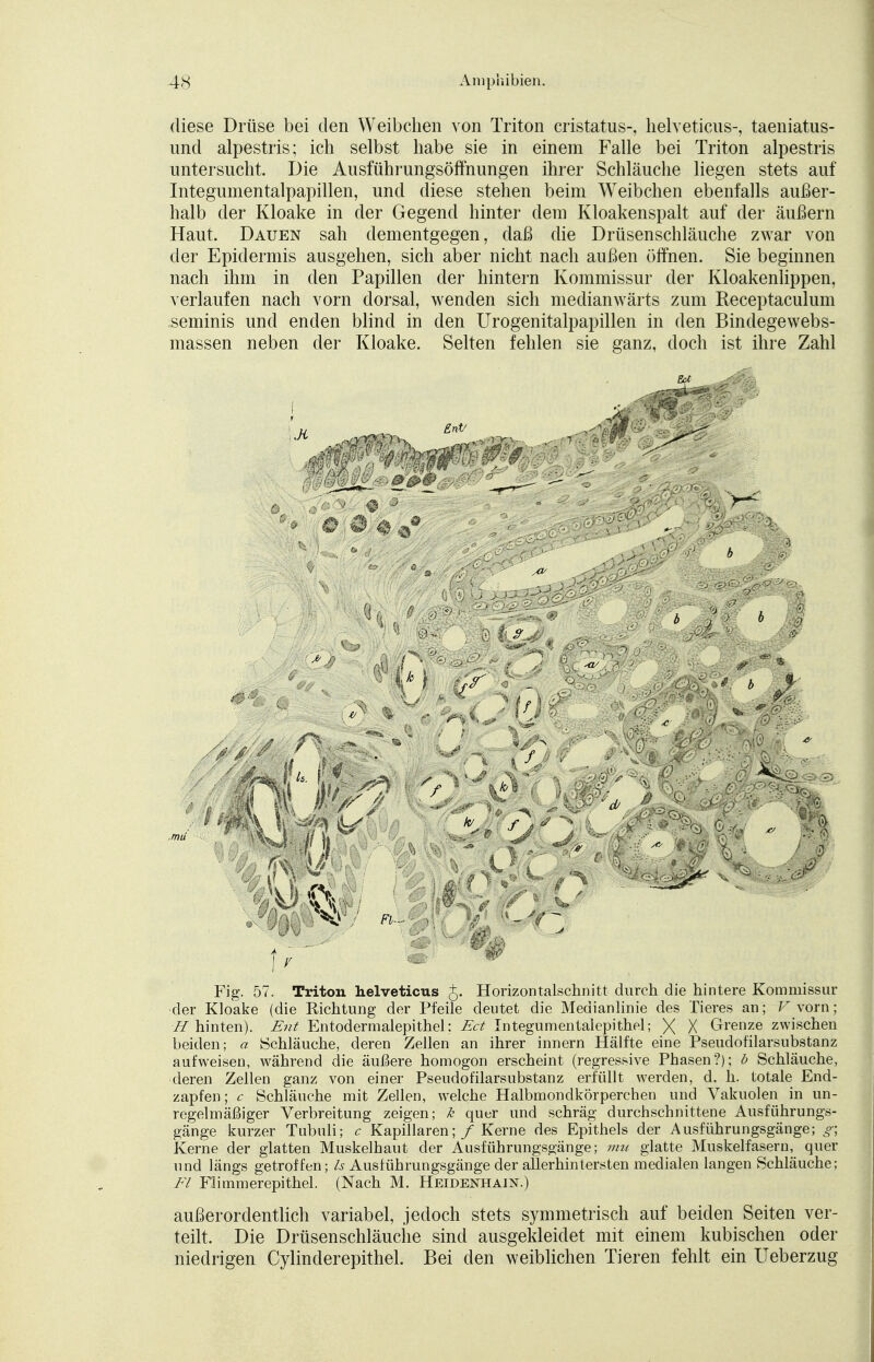 diese Drüse bei den Weibchen von Triton cristatus-, helveticus-, taeniatus- und alpestris; ich selbst habe sie in einem Falle bei Triton alpestris untersucht. Die Ausführungsöffnungen ihrer Schläuche liegen stets auf Integumentalpapillen, und diese stehen beim Weibchen ebenfalls außer- halb der Kloake in der Gegend hinter dem Kloakenspalt auf der äußern Haut. Dauen sah dementgegen, daß die Drüsenschläuche zwar von der Epidermis ausgehen, sich aber nicht nach außen öffnen. Sie beginnen nach ihm in den Papillen der hintern Kommissur der Kloakenlippen, verlaufen nach vorn dorsal, wenden sich medianwärts zum Receptaculum seminis und enden blind in den Urogenitalpapillen in den Bindegewebs- massen neben der Kloake. Selten fehlen sie ganz, doch ist ihre Zahl Jt Eni/ '0 A! CS X« Fl u Fig. 57. Triton helveticus J. Horizontalschnitt durch die hintere Kommissur der Kloake (die Richtung der Pfeile deutet die Medianlinie des Tieres an; V vorn; H hinten). Ent Entodermalepithel; Ed Integu mental epithel; X X Grenze zwischen beiden; a Schläuche, deren Zellen an ihrer innern Hälfte eine Pseudofilarsubstanz aufweisen, während die äußere homogon erscheint (regressive Phasen?); b Schläuche, deren Zellen ganz von einer Pseudofilarsubstanz erfüllt werden, d. h. totale End- zapfen; c Schläuche mit Zellen, welche Halbmondkörperchen und Vakuolen in un- regelmäßiger Verbreitung zeigen; k quer und schräg durchschnittene Ausführungs- gänge kurzer Tubuli; c Kapillaren; / Kerne des Epithels der Ausführungsgänge; g\ Kerne der glatten Muskelhaut der Ausführungsgänge; mu glatte Muskelfasern, quer und längs getroffen; Is Ausführungsgänge der allerhinfersten medialen langen Schläuche; Fl Flimmerepithel. (Nach M. Heidenhain.) außerordentlich variabel, jedoch stets symmetrisch auf beiden Seiten ver- teilt. Die Drüsenschläuche sind ausgekleidet mit einem kubischen oder niedrigen Cylinderepithel. Bei den weiblichen Tieren fehlt ein Ueberzug