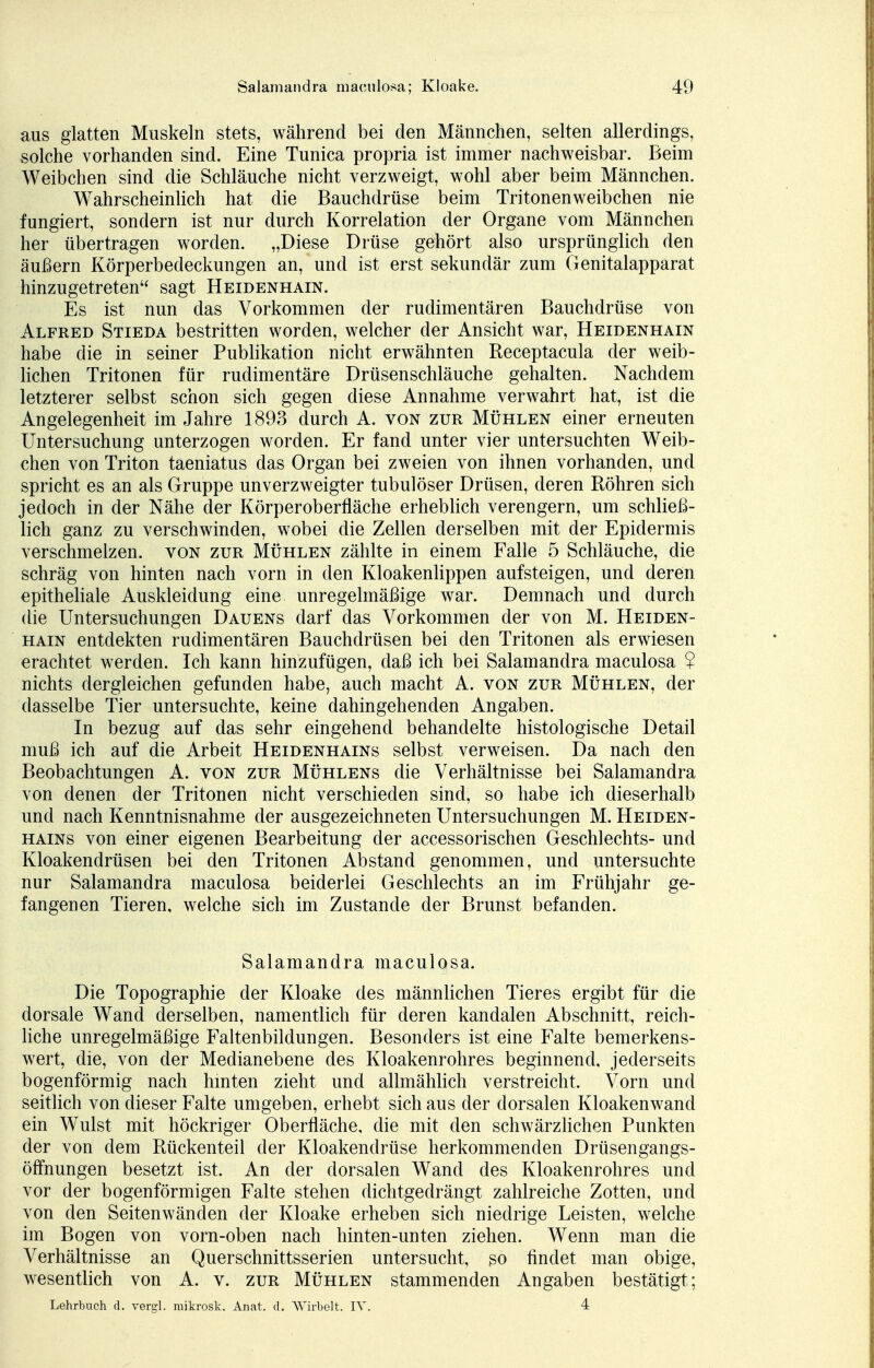 aus glatten Muskeln stets, während bei den Männchen, selten allerdings, solche vorhanden sind. Eine Tunica propria ist immer nachweisbar. Beim Weibchen sind die Schläuche nicht verzweigt, wohl aber beim Männchen. Wahrscheinlich hat die Bauchdrüse beim Tritonenweibchen nie fungiert, sondern ist nur durch Korrelation der Organe vom Männchen her übertragen worden. „Diese Drüse gehört also ursprünglich den äußern Körperbedeckungen an, und ist erst sekundär zum Genitalapparat hinzugetreten sagt Heidenhain. Es ist nun das Vorkommen der rudimentären Bauchdrüse von Alfred Stieda bestritten worden, welcher der Ansicht war, Heidenhain habe die in seiner Publikation nicht erwähnten Receptacula der weib- lichen Tritonen für rudimentäre Drüsenschläuche gehalten. Nachdem letzterer selbst schon sich gegen diese Annahme verwahrt hat, ist die Angelegenheit im Jahre 1893 durch A. von zur Mühlen einer erneuten Untersuchung unterzogen worden. Er fand unter vier untersuchten Weib- chen von Triton taeniatus das Organ bei zweien von ihnen vorhanden, und spricht es an als Gruppe unverzweigter tubulöser Drüsen, deren Röhren sich jedoch in der Nähe der Körperoberfläche erheblich verengern, um schließ- lich ganz zu verschwinden, wobei die Zellen derselben mit der Epidermis verschmelzen, von zur Mühlen zählte in einem Falle 5 Schläuche, die schräg von hinten nach vorn in den Kloakenlippen aufsteigen, und deren epitheliale Auskleidung eine unregelmäßige war. Demnach und durch die Untersuchungen Dauens darf das Vorkommen der von M. Heiden- hain entdekten rudimentären Bauchdrüsen bei den Tritonen als erwiesen erachtet werden. Ich kann hinzufügen, daß ich bei Salamandra maculosa $ nichts dergleichen gefunden habe, auch macht A. von zur Mühlen, der dasselbe Tier untersuchte, keine dahingehenden Angaben. In bezug auf das sehr eingehend behandelte histologische Detail muß ich auf die Arbeit Heidenhains selbst verweisen. Da nach den Beobachtungen A. von zur Mühlens die Verhältnisse bei Salamandra von denen der Tritonen nicht verschieden sind, so habe ich dieserhalb und nach Kenntnisnahme der ausgezeichneten Untersuchungen M. Heiden- hains von einer eigenen Bearbeitung der accessorischen Geschlechts- und Kloakendrüsen bei den Tritonen Abstand genommen, und untersuchte nur Salamandra maculosa beiderlei Geschlechts an im Frühjahr ge- fangenen Tieren, welche sich im Zustande der Brunst befanden. Salamandra maculosa. Die Topographie der Kloake des männlichen Tieres ergibt für die dorsale Wand derselben, namentlich für deren kandalen Abschnitt, reich- liche unregelmäßige Faltenbildungen. Besonders ist eine Falte bemerkens- wert, die, von der Medianebene des Kloakenrohres beginnend, jederseits bogenförmig nach hinten zieht und allmählich verstreicht. Vorn und seitlich von dieser Falte umgeben, erhebt sich aus der dorsalen Kloaken wand ein Wulst mit höckriger Oberfläche, die mit den schwärzlichen Punkten der von dem Rückenteil der Kloakendrüse herkommenden Drüsengangs- öffnungen besetzt ist. An der dorsalen Wand des Kloakenrohres und vor der bogenförmigen Falte stehen dichtgedrängt zahlreiche Zotten, und von den Seitenwänden der Kloake erheben sich niedrige Leisten, welche im Bogen von vorn-oben nach hinten-unten ziehen. Wenn man die Verhältnisse an Querschnittsserien untersucht, so findet man obige, wesentlich von A. v. zur Mühlen stammenden Angaben bestätigt; Lehrbuch d. vergl. mikrosk. Anat. d. Wirbelt. IV. 4