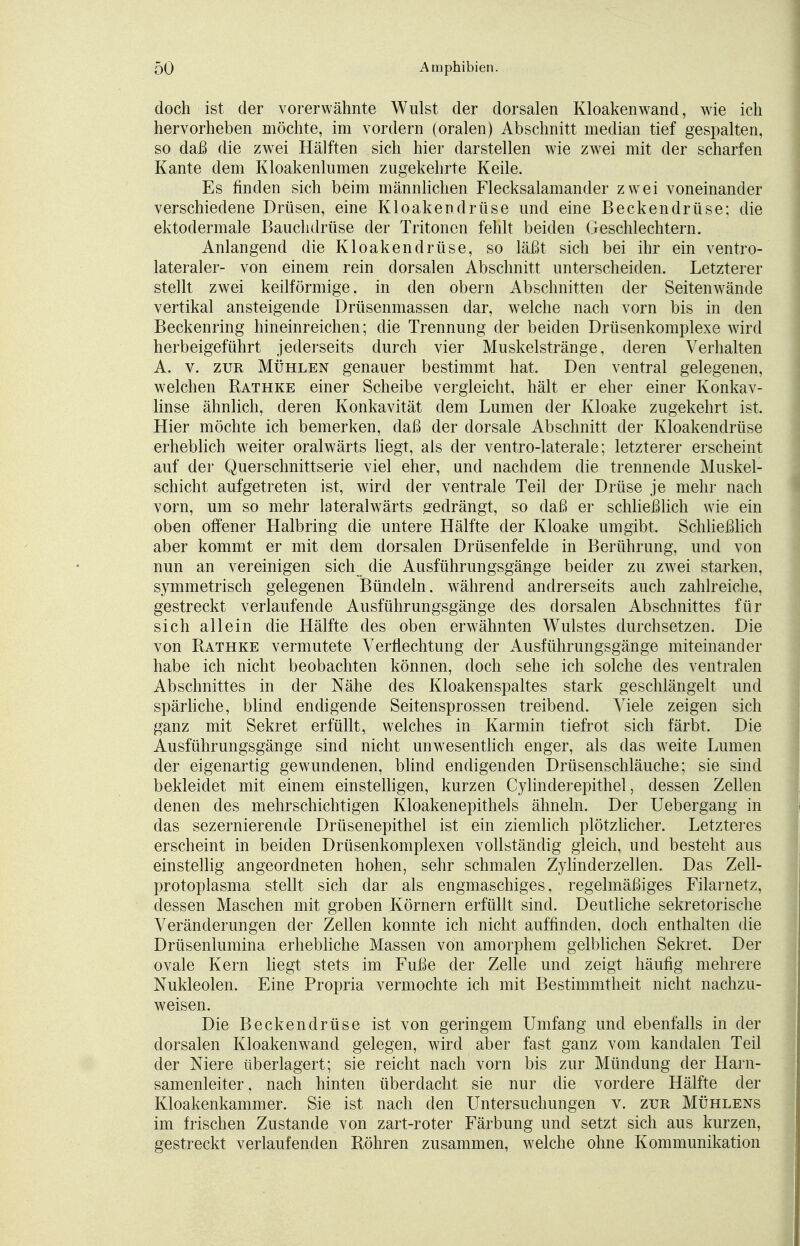 doch ist der vorerwähnte Wulst der dorsalen Kloaken wand, wie ich hervorheben möchte, im vordem (oralen) Abschnitt median tief gespalten, so daß die zwei Hälften sich hier darstellen wie zwei mit der scharfen Kante dem Kloakenlumen zugekehrte Keile. Es finden sich beim männlichen Flecksalamander zwei voneinander verschiedene Drüsen, eine Kloakendrüse und eine Beckendrüse; die ektodermale Bauclidrüse der Tritoncn fehlt beiden Geschlechtern. Anlangend die Kloakendrüse, so läßt sich bei ihr ein ventro- lateraler- von einem rein dorsalen Abschnitt unterscheiden. Letzterer stellt zwei keilförmige, in den obern Abschnitten der Seitenwände vertikal ansteigende Drüsenmassen dar, welche nach vorn bis in den Beckenring hineinreichen; die Trennung der beiden Drüsenkomplexe wird herbeigeführt jederseits durch vier Muskelstränge, deren Verhalten A. v. zur Mühlen genauer bestimmt hat. Den ventral gelegenen, welchen Rathke einer Scheibe vergleicht, hält er eher einer Konkav- linse ähnlich, deren Konkavität dem Lumen der Kloake zugekehrt ist. Hier möchte ich bemerken, daß der dorsale Abschnitt der Kloaken drüse erheblich weiter oralwärts liegt, als der ventro-laterale; letzterer erscheint auf der Querschnittserie viel eher, und nachdem die trennende Muskel- schicht aufgetreten ist, wird der ventrale Teil der Drüse je mehr nach vorn, um so mehr lateralwärts gedrängt, so daß er schließlich wie ein oben offener Halb ring die untere Hälfte der Kloake umgibt, Schließlich aber kommt er mit dem dorsalen Drüsenfelde in Berührung, und von nun an vereinigen sich die Ausführungsgänge beider zu zwei starken, symmetrisch gelegenen Bündeln, während andrerseits auch zahlreiche, gestreckt verlaufende Ausführungsgänge des dorsalen Abschnittes für sich allein die Hälfte des oben erwähnten Wulstes durchsetzen. Die von Rathke vermutete Verflechtung der Ausführungsgänge miteinander habe ich nicht beobachten können, doch sehe ich solche des ventralen Abschnittes in der Nähe des Kloakenspaltes stark geschlängelt und spärliche, blind endigende Seitensprossen treibend. Viele zeigen sich ganz mit Sekret erfüllt, welches in Karmin tiefrot sich färbt. Die Ausführungsgänge sind nicht unwesentlich enger, als das wreite Lumen der eigenartig gewundenen, blind endigenden Drüsenschläuche; sie sind bekleidet mit einem einstelligen, kurzen Cylinderepithel, dessen Zellen denen des mehrschichtigen Kloakenepithels ähneln. Der Uebergang in das sezernierende Drüsenepithel ist ein ziemlich plötzlicher. Letzteres erscheint in beiden Drüsenkomplexen vollständig gleich, und besteht aus einstellig angeordneten hohen, sehr schmalen Zylinderzellen. Das Zell- protoplasma stellt sich dar als engmaschiges, regelmäßiges Filarnetz, dessen Maschen mit groben Körnern erfüllt sind. Deutliche sekretorische Veränderungen der Zellen konnte ich nicht auffinden, doch enthalten die Drüsenlumina erhebliche Massen von amorphem gelblichen Sekret. Der ovale Kern liegt stets im Fuße der Zelle und zeigt häufig mehrere Nukleolen. Eine Propria vermochte ich mit Bestimmtheit nicht nachzu- weisen. Die Beckendrüse ist von geringem Umfang und ebenfalls in der dorsalen Kloakenwand gelegen, wird aber fast ganz vom kandalen Teil der Niere überlagert; sie reicht nach vorn bis zur Mündung der Harn- samenleiter, nach hinten überdacht sie nur die vordere Hälfte der Kloakenkammer. Sie ist nach den Untersuchungen v. zur Mühlens im frischen Zustande von zart-roter Färbung und setzt sich aus kurzen, gestreckt verlaufenden Röhren zusammen, welche ohne Kommunikation