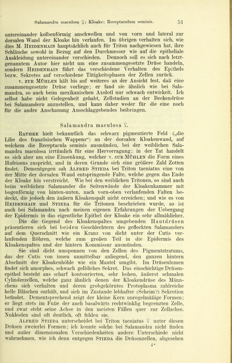 untereinander kolbenförmig anschwellen und von vorn und lateral zur dorsalen Wand der Kloake hin verlaufen. Im übrigen verhalten sich, wie dies M. Heidenhain hauptsächlich auch für Triton nachgewiesen hat, ihre Schläuche sowohl in Bezug auf den Durchmesser wie auf die epitheliale Auskleidung untereinander verschieden. Dennoch soll es sich nach letzt- genanntem Autor hier nicht um eine zusammengesetzte Drüse handeln, sondern Heidenhain führt das verschiedene Verhalten des Epithels bezw. Sekretes auf verschiedene Tätigkeitsphasen der Zellen zurück. v. zur Mühlen hält bis auf weiteres an der Ansicht fest, daß eine zusammengesetzte Drüse vorliege; er fand sie ähnlich wie bei Sala- mandra, so auch beim mexikanischen Axolotl nur schwach entwickelt. Ich selbst habe nicht Gelegenheit gehabt, Zellstudien an der Beckendrüse bei Salamandern anzustellen, und kann daher weder für die eine noch für die andre Anschauung Ausschlaggebendes beibringen. Salamandra maculosa ?. Rathke hielt bekanntlich das schwarz pigmentierte Feld („die Lilie des französischen Wappens'') an der dorsalen Kloakenwand, auf welchem die Receptacula seminis ausmünden, bei der weiblichen Sala- mandra maculosa irrtümlich für eine Hervorragung; in der Tat handelt es sich aber um eine Einsenkung, welcher v. zur Mühlen die Form eines Hufeisens zuspricht, und in deren Grunde sich eine größere Zahl Zotten findet, Dementgegen sah Alfred Stieda bei Triton taeniatus eine von der Mitte der dorsalen Wand entspringende Falte, welche gegen das Ende der Kloake hin verstreicht. Wie bei den weiblichen Tritonen, so sind auch beim weiblichen Salamander die Seitenwände der Kloakenkammer mit bogenförmig von hinten-unten, nach vorn-oben verlaufenden Falten be- deckt, die jedoch den äußern Kloakenspalt nicht erreichen; und wie es von Heidenhain und Stieda für die Tritonen beschrieben wurde, so ist auch bei Salamandra nach meinen eigenen Erfahrungen der Uebergang der Epidermis in das eigentliche Epithel der Kloake ein sehr allmählicher. Die die Gegend des Kloakenspaltes umgebenden Hautdrüsen präsentieren sich bei beiden Geschlechtern des gefleckten Salamanders auf dem Querschnitt wie ein Kranz von dicht unter der Cutis ver- laufenden Röhren, welche zum großen Teil in die Epidermis des Kloakenspaltes und der hintern Kommissur ausmünden. Sie sind dicht umsponnen von den Zellen des Pigmentstratums, das der Cutis von innen unmittelbar anliegend, den ganzen hintern Abschnitt der Kloakenhöhle wie ein Mantel umgibt. Im Drüsenlumen findet sich amorphes, schwach gelbliches Sekret. Das einschichtige Drüsen- epithel besteht aus scharf kontourierten, sehr hohen, äußerst schmalen Cylinderzeilen, welche ganz ähnlich denen der Kloakendrüse des Männ- chens sich verhalten und deren grobgekörntes Protoplasma zahlreiche helle Bläschen enthält, und sich im Zustande lebhafter (Scheim?) Sekretion befindet. Dementsprechend zeigt der kleine Kern unregelmäßige Formen; er liegt stets im Fuße der auch basalwärts rechtwinklig begrenzten Zelle, und zwar steht seine Achse in den meisten Fällen quer zur Zellachse. Nukleolen sind oft deutlich, oft fehlen sie. Alfred Stieda unterscheidet bei Triton taeniatus 2 unter diesen Drüsen zweierlei Formen; ich konnte solche bei Salamandra nicht finden und außer dimensionalen Verschiedenheiten andere Unterschiede nicht wahrnehmen, wie ich denn entgegen Stieda die Drüsenzellen, abgesehen 4*