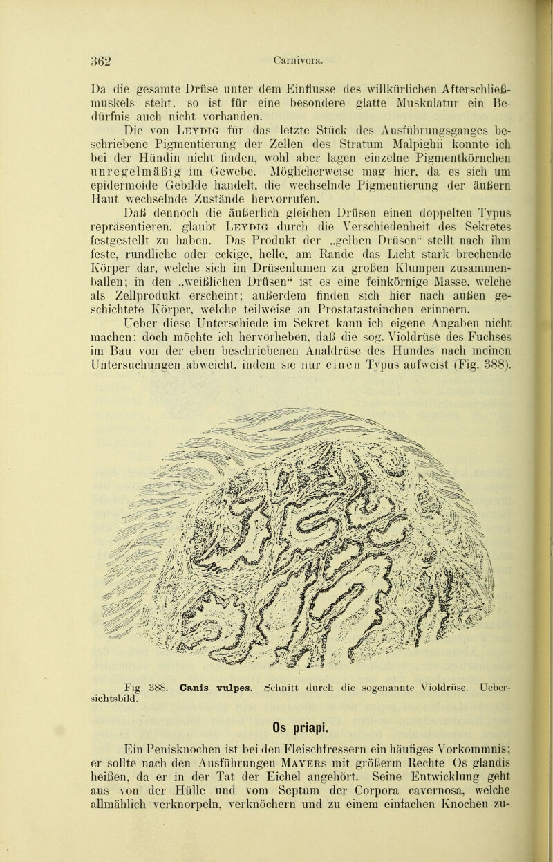 Da die gesamte Drüse unter dem Einflüsse des willkürlichen Afterschließ- muskels steht, so ist für eine besondere glatte Muskulatur ein Be- dürfnis auch nicht vorhanden. Die von Leydig für das letzte Stück des Ausführungsganges be- schriebene Pigmentierung der Zellen des Stratum Malpighii konnte ich bei der Hündin nicht finden, wohl aber lagen einzelne Pigmentkörnchen unregelmäßig im Gewebe. Möglicherweise mag hier, da es sich um epidermoide Gebilde handelt, die wechselnde Pigmentierung der äußern Haut wechselnde Zustände hervorrufen. Daß dennoch die äußerlich gleichen Drüsen einen doppelten Typus repräsentieren, glaubt Leydig durch die Verschiedenheit des Sekretes festgestellt zu haben. Das Produkt der ..gelben Drüsen;' stellt nach ihm feste, rundliche oder eckige, helle, am Rande das Licht stark brechende Körper dar, welche sich im Drüsenlumen zu großen Klumpen zusammen- ballen; in den „weißlichen Drüsen ist es eine feinkörnige Masse, welche als Zellprodukt erscheint; außerdem finden sich hier nach außen ge- schichtete Körper, welche teilweise an Prostatasteinchen erinnern. Ueber diese Unterschiede im Sekret kann ich eigene Angaben nicht machen; doch möchte ich hervorheben, daß die sog. Violdrüse des Fuchses im Bau von der eben beschriebenen Analdrüse des Hundes nach meinen Untersuchungen abweicht, indem sie nur einen Typus aufweist (Fig. 388). Fig. 388. Canis vulpes. Schnitt durch die sogenannte Violdrüse. Ueber- sichtsbild. Os priapi. Ein Penisknochen ist bei den Fleischfressern ein häufiges Vorkommnis; er sollte nach den Ausführungen Mayers mit größerm Rechte Os glandis heißen, da er in der Tat der Eichel angehört, Seine Entwicklung geht aus von der Hülle und vom Septum der Corpora cavernosa, welche allmählich verknorpeln, verknöchern und zu einem einfachen Knochen zu-