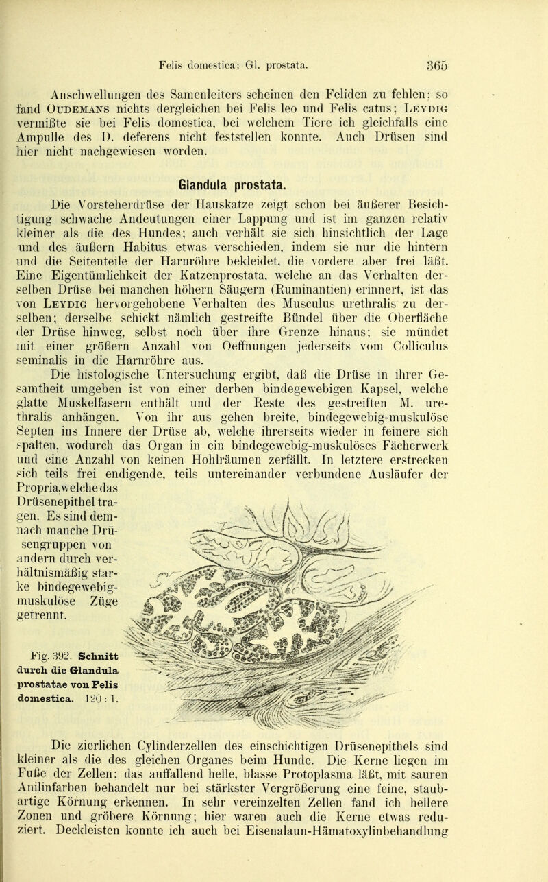 Anschwellungen des Samenleiters scheinen den Fehden zu fehlen; so fand Oudemans nichts dergleichen bei Felis leo und Felis catus; Leydig vermißte sie bei Felis domestica, bei welchem Tiere ich gleichfalls eine Ampulle des D. deferens nicht feststellen konnte. Auch Drüsen sind hier nicht nachgewiesen worden. Glandula prostata. Die Vorsteherdrüse der Hauskatze zeigt schon bei äußerer Besich- tigung schwache Andeutungen einer Lappung und ist im ganzen relativ kleiner als die des Hundes; auch verhält sie sich hinsichtlich der Lage und des äußern Habitus etwas verschieden, indem sie nur die hintern und die Seitenteile der Harnröhre bekleidet, die vordere aber frei läßt. Eine Eigentümlichkeit der Katzenprostata, welche an das Verhalten der- selben Drüse bei manchen höhern Säugern (Ruminantien) erinnert, ist das von Leydig hervorgehobene Verhalten des Musculus urethralis zu der- selben; derselbe schickt nämlich gestreifte Bündel über die Oberfläche der Drüse hinweg, selbst noch über ihre Grenze hinaus; sie mündet mit einer größern Anzahl von Oeffnungen jederseits vom Colliculus seminalis in die Harnröhre aus. Die histologische Untersuchung ergibt, daß die Drüse in ihrer Ge- samtheit umgeben ist von einer derben bindegewebigen Kapsel, welche glatte Muskelfasern enthält und der Beste des gestreiften M. ure- thralis anhängen. Von ihr aus gehen breite, bindege webig-muskulöse Septen ins Innere der Drüse ab, welche ihrerseits wieder in feinere sich spalten, wodurch das Organ in ein bindegewebig-muskulöses Fächerwerk und eine Anzahl von keinen Hohlräumen zerfällt. In letztere erstrecken sich teils frei endigende, teils untereinander verbundene Ausläufer der Propria,welchedas Drüsenepithel tra- gen. Es sind dem- nach manche Drü- sengruppen von andern durch ver- hältnismäßig star- ke bindegewebig- muskulöse Züge getrennt. Fig. 392. Schnitt durch die Glandula prostatae von Pelis domestica. T20 : 1. Die zierlichen Cylinderzellen des einschichtigen Drüsenepithels sind kleiner als die des gleichen Organes beim Hunde. Die Kerne liegen im Fuße der Zellen; das auffallend helle, blasse Protoplasma läßt, mit sauren Anilinfarben behandelt nur bei stärkster Vergrößerung eine feine, staub- artige Körnung erkennen. In sehr vereinzelten Zellen fand ich hellere Zonen und gröbere Körnung; hier waren auch die Kerne etwas redu- ziert. Deckleisten konnte ich auch bei Eisenalaun-Hämatoxylinbehandlung