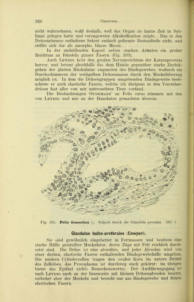 nicht wahrnehmen, wohl deshalb, weil das Organ zu kurze Zeit in Sub- limat gelegen hatte und vorzugsweise Alkoholfixation zeigte. Das in den Drüsenräumen enthaltene Sekret enthielt geformte Bestandteile nicht, und stellte sich dar als amorphe, blasse Masse. In der umhüllenden Kapsel neben starken Arterien ein großer Reichtum an Bündeln grauer Fasern (Fig. 393). Auch Leydig hebt den großen Nervenreichtum der Katzenprostata hervor, und betont gleichfalls das dem Hunde gegenüber starke Zurück- gehen der glatten Muskulatur zugunsten des Bindegewebes, wodurch ein Durchschimmern der weißgelben Drüsenmasse durch den Muskelüberzug möglich ist. In dem die Drüsengruppen umgebenden Bindegewebe beob- achtete er auch elastische Fasern, welche ich übrigens in den Vorsteher- drüsen fast aller von mir untersuchten Tiere vorfand. Die Beobachtungen Oudemans' an Felis catus stimmen mit den von Leydig und mir an der Hauskatze gemachten überein. Fig. 393. Felis domestica J. Schnitt durch die Glandula prostata. 580: 1. Glandulae bulbo-urethrales (Cowperi). Sie sind gewöhnlich eingebettet in Fettmassen und besitzen eine starke Hülle gestreifter Muskulatur, deren Züge mit Fett reichlich durch- setzt sind. Die Drüse ist eine alveoläre, und jeder Alveolus wird von einer derben, elastische Fasern enthaltenden Bindegewebshülle umgeben. Die niedern Cylinderzellen tragen den ovalen Kern im untern Drittel des Zelleibes, das Protoplasma ist durchweg stark gekörnt; im übrigen bietet das Epithel nichts Bemerkenswertes. Der Ausführungsgang ist nach Leydig auch an der Innenseite mit kleinen Drüsenalveolen besetzt, entbehrt aber der Muskeln und besteht nur aus Bindegewebe und feinen elastischen Fasern.