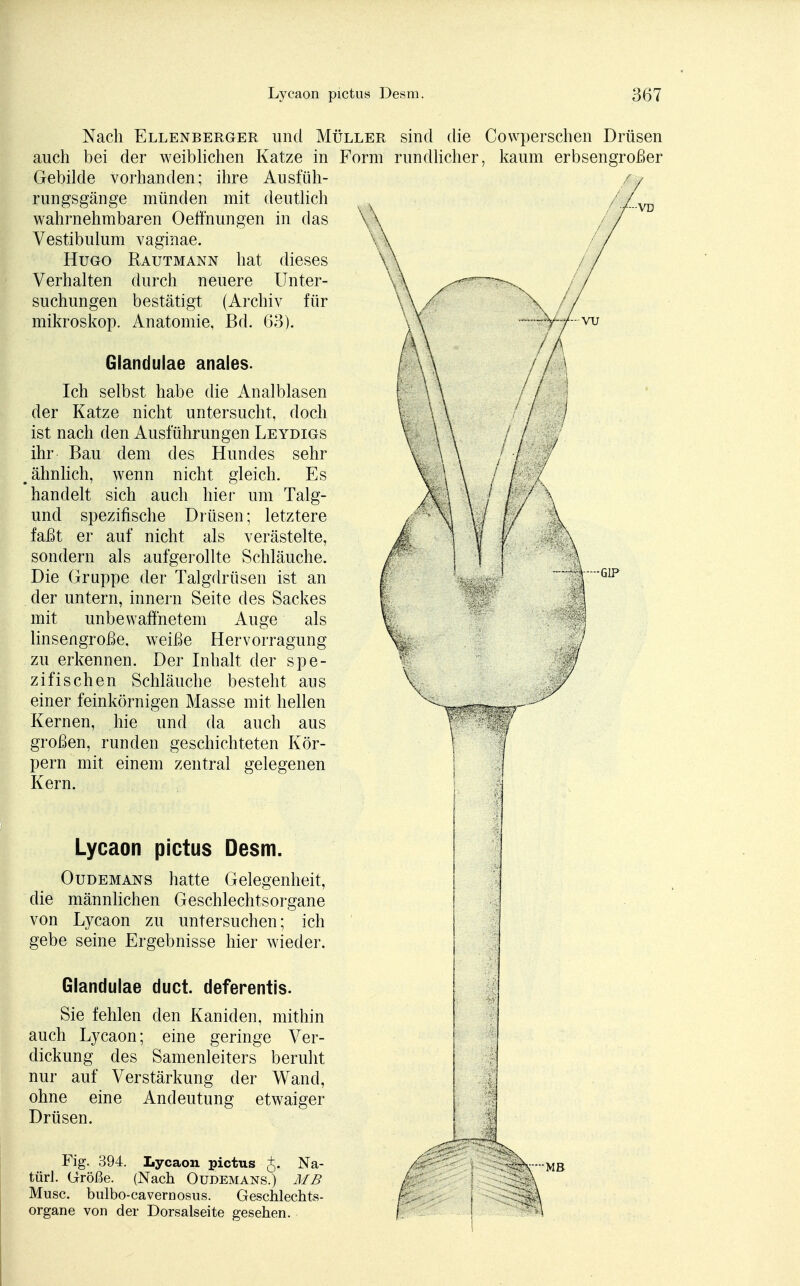 Nach Ellenberger und M auch bei der weiblichen Katze in Gebilde vorhanden; ihre Ausfüh- rungsgänge münden mit deutlich wahrnehmbaren Oeffnungen in das Vestibulum vaginae. Hugo Rautmann hat dieses Verhalten durch neuere Unter- suchungen bestätigt (Archiv für mikroskop. Anatomie, Bd. 63). Glandulae anales. Ich selbst habe die Analblasen der Katze nicht untersucht, doch ist nach den Ausführungen Leydigs ihr Bau dem des Hundes sehr m ähnlich, wenn nicht gleich. Es handelt sich auch hier um Talg- und spezifische Drüsen; letztere faßt er auf nicht als verästelte, sondern als aufgerollte Schläuche. Die Gruppe der Talgdrüsen ist an der untern, innern Seite des Sackes mit unbewaffnetem Auge als linsengroße, weiße Hervorragung zu erkennen. Der Inhalt der spe- zifischen Schläuche besteht aus einer feinkörnigen Masse mit hellen Kernen, hie und da auch aus großen, runden geschichteten Kör- pern mit einem zentral gelegenen Kern. Lycaon pictus Desm. Oudemans hatte Gelegenheit, die männlichen Geschlechtsorgane von Lycaon zu untersuchen; ich gebe seine Ergebnisse hier wieder. Glandulae duct. deferentis. Sie fehlen den Kaniden, mithin auch Lycaon; eine geringe Ver- dickung des Samenleiters beruht nur auf Verstärkung der Wand, ohne eine Andeutung etwaiger Drüsen. Fig. 394. Lycaon pictus £. Na- türJ. Größe. (Nach Oudemans.) MB Muse, bulbo-cavernosus. Geschlechts- organe von der Dorsalseite gesehen. sind die Cowperschen Drüsen rundlicher, kaum erbsengroßer