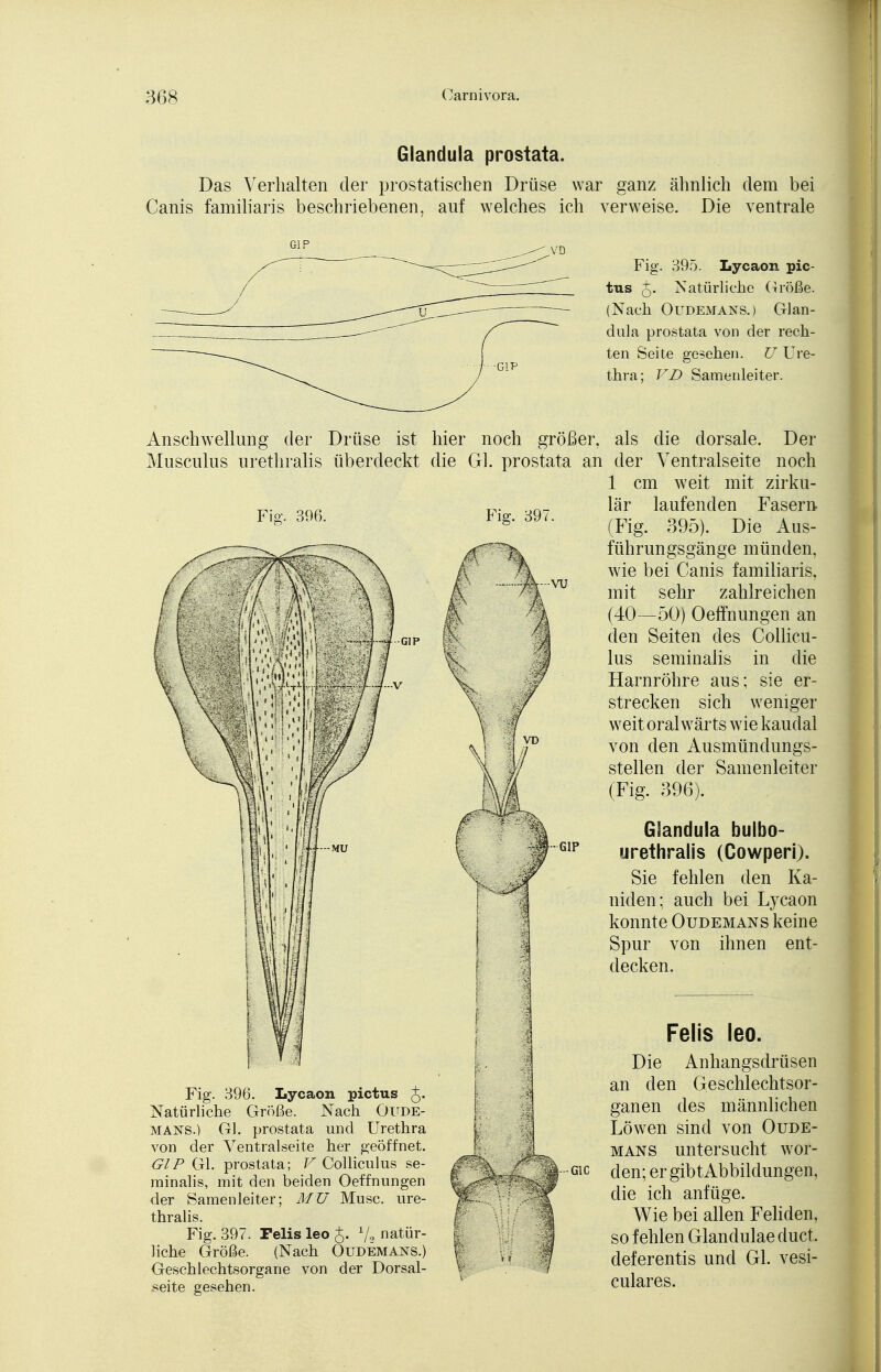 Glandula prostata. Das Verhalten der prostatischen Drüse war ganz ähnlich dem bei Canis familiaris beschriebenen, auf welches ich verweise. Die ventrale G1P Fig. + o- 395. Lycaon pic- tus 5. Natürliche Größe. (Nach Oudemans.) Glan- dula prostata von der rech- ten Seite gesehen. U Ure- thra: VD Samenleiter. Anschwellung der Drüse ist hier noch größer, als die dorsale. Der Musculus urethralis überdeckt die Gl. prostata an der Ventralseite noch 1 cm weit mit zirku- Fiff. 396. Fig. 396. Lycaon pictus Natürliche Größe. Nach Oude- mans.) Gl. prostata und Urethra von der Ventralseite her geöffnet. GIP Gl. prostata; V Colliculus se- minalis, mit den beiden Oeffnungen der Samenleiter; MU Muse, ure- thralis. Fig. 397. Felis leo £. 72 natür- liche Größe. (Nach Otjdemans.) Geschlechtsorgane von der Dorsal- seite gesehen. Fig. 39- vu G1C lär laufenden Fasern (Fig. 395). Die Aus- führungsgänge münden, wie bei Canis familiaris. mit sehr zahlreichen (40—50) Oeffnungen an den Seiten des Collicu- lus seminalis in die Harnröhre aus; sie er- strecken sich weniger weit oral wärts wie kaudal von den Ausmündungs- stellen der Samenleiter (Fig. 396). Glandula bulbo- urethralis (Cowperi). Sie fehlen den Ka- niden; auch bei Lycaon konnte Oudemans keine Spur von ihnen ent- decken. Felis leo. Die Anhangsdrüsen an den Geschlechtsor- ganen des männlichen Löwen sind von Oude- mans untersucht wor- den; ergibtAbbildungen, die ich anfüge. Wie bei allen Fehden, so fehlen Glandulae duet. deferentis und Gl. vesi- culares.