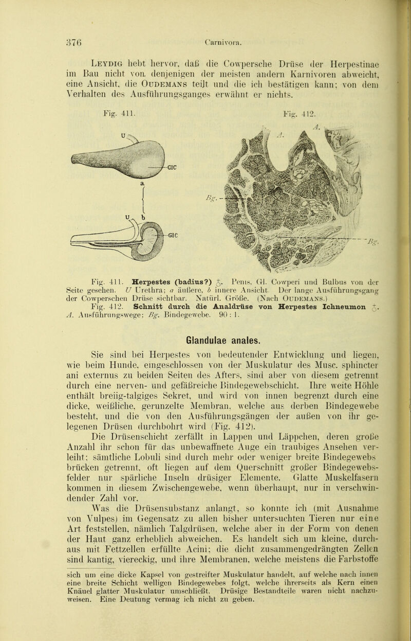Leydig hebt hervor, daß die Cowpersche Drüse der Herpestinae im Bau nicht von. denjenigen der meisten andern Karnivoren abweicht, eine Ansicht, die Oudemans teilt und die ich bestätigen kann; von dem Verhalten des Ausführungsganges erwähnt er nichts. Fig. 411. Fig. 412. Fig. 411. Herpestes (badius?) j. Penis, Gl. Cowperi und Bulbus von der Seite gesehen. U Urethra; a äußere, b innere Ansicht. Der lange Ausführungsgang der Cowperschen Drüse sichtbar. Natürl. Größe. (Nach Oudemans.) Fig. 412. Schnitt durch die Analdrüse von Herpestes Ichneumon T. A. Ausführungswege; Bg. Bindegewebe. 90: 1. Glandulae anales. Sie sind bei Herpestes von bedeutender Entwicklung und liegen, wie beim Hunde, eingeschlossen von der Muskulatur des Muse, sphineter ani externus zu beiden Seiten des Afters, sind aber von diesem getrennt durch eine nerven- und gefäßreiche Bindegewebschicht. Ihre weite Höhle enthält breiig-talgiges Sekret, und wird von innen begrenzt durch eine dicke, weißliche, gerunzelte Membran, welche aus derben Bindegewebe besteht, und die von den Ausführungsgängen der außen von ihr ge- legenen Drüsen durchbohrt wird (Fig. 412). Die Drüsenschicht zerfallt in Lappen und Läppchen, deren große Anzahl ihr schon für das unbewaffnete Auge ein traubiges Ansehen ver- leiht; sämtliche Lobuli sind durch mehr oder weniger breite Bindegewebs brücken getrennt, oft liegen auf dem Querschnitt großer Bindegewebs- felder nur spärliche Inseln drüsiger Elemente. Glatte Muskelfasern kommen in diesem Zwischengewebe, wenn überhaupt, nur in verschwin- dender Zahl vor. Was die Drüsensubstanz anlangt, so konnte ich (mit Ausnahme von Vulpes) im Gegensatz zu allen bisher untersuchten Tieren nur eine Art feststellen, nämlich Talgdrüsen, welche aber in der Form von denen der Haut ganz erheblich abweichen. Es handelt sich um kleine, durch- aus mit Fettzellen erfüllte Acini; die dicht zusammengedrängten Zellen sind kantig, viereckig, und ihre Membranen, welche meistens die Farbstoffe sich um eine dicke Kapsel von gestreifter Muskulatur handelt, auf welche nach innen eine breite Schicht welligen Bindegewebes folgt, welche ihrerseits als Kern einen Knäuel glatter Muskulatur umschließt. Drüsige Bestandteile waren nicht nachzu- weisen. Eine Deutung vermag ich nicht zu geben.