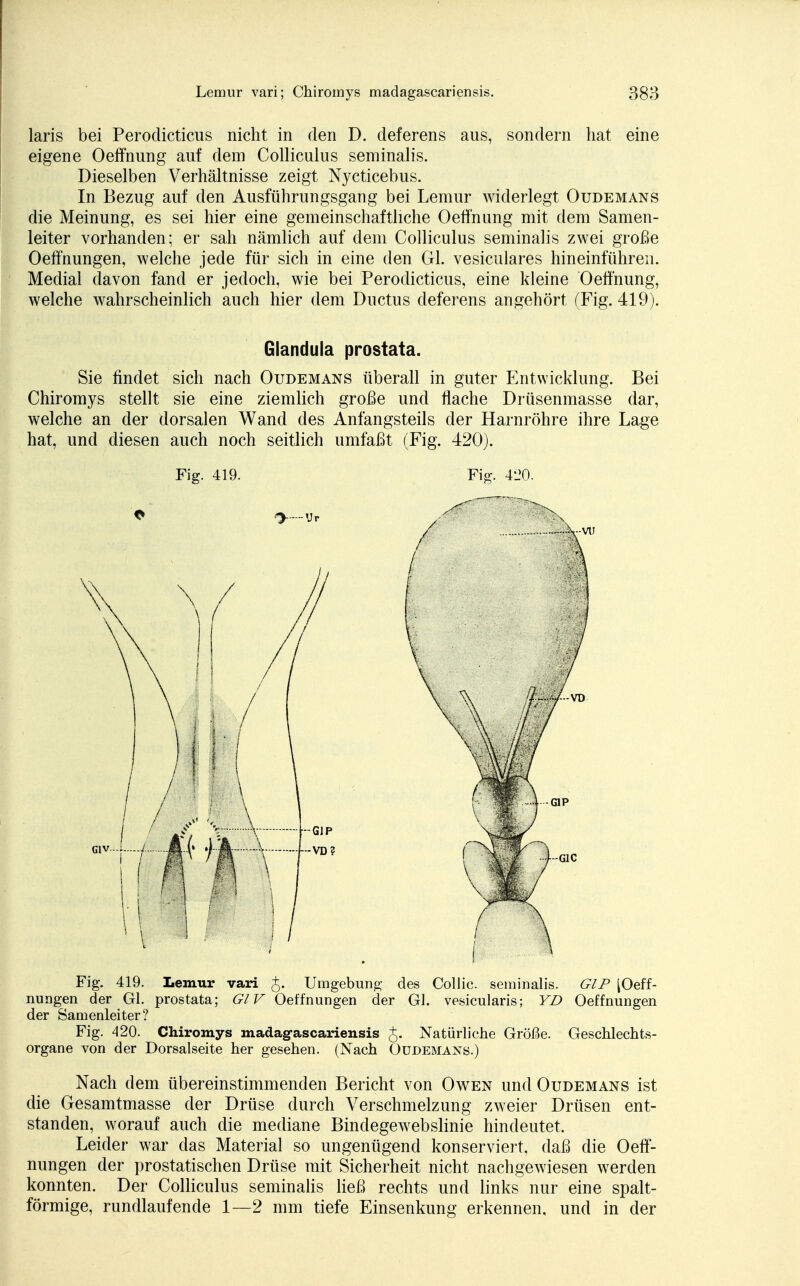 laris bei Perodicticus nicht in den D. deferens aus, sondern hat eine eigene Oeffnung auf dem Colliculus seminalis. Dieselben Verhältnisse zeigt Nycticebus. In Bezug auf den Ausführungsgang bei Lemur widerlegt Oudemans die Meinung, es sei hier eine gemeinschaftliche Oeffnung mit dem Samen- leiter vorhanden; er sah nämlich auf dem Colliculus seminalis zwei große Oetfnungen, welche jede für sich in eine den Gl. vesiculares hineinführen. Medial davon fand er jedoch, wie bei Perodicticus, eine kleine Oeffnung, welche wahrscheinlich auch hier dem Ductus deferens angehört (Fig. 419). Glandula prostata. Sie findet sich nach Oudemans überall in guter Entwicklung. Bei Chiromys stellt sie eine ziemlich große und flache Drüsenmasse dar, welche an der dorsalen Wand des Anfangsteils der Harnröhre ihre Lage hat, und diesen auch noch seitlich umfaßt (Fig. 420). Fig. 419. Fig. 420. Fig. 419. Lemur vari j. Umgebung des Collie, seminalis. GIP [Oeff- nungen der Gl. prostata; Gl V Oetfnungen der Gl. vesicularis; YD Oeffnungen der Samenleiter? Fig. 420. Chiromys madagfascariensis g. Natürliche Größe. Geschlechts- organe von der Dorsalseite her gesehen. (Nach Oudemaxs.) Nach dem übereinstimmenden Bericht von Owen und Oudemans ist die Gesamtmasse der Drüse durch Verschmelzung zweier Drüsen ent- standen, worauf auch die mediane Bindegewebslinie hindeutet. Leider war das Material so ungenügend konserviert, daß die Oeff- nungen der prostatischen Drüse mit Sicherheit nicht nachgewiesen werden konnten. Der Colliculus seminalis ließ rechts und links nur eine spalt- förmige, rundlaufende 1—2 mm tiefe Einsenkung erkennen, und in der