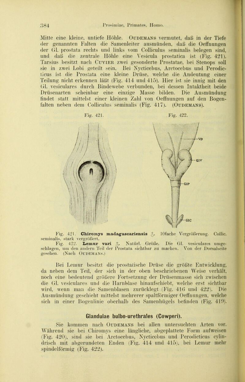 Mitte eine kleine, untiefe Höhle. Oudemans vermutet, daß in der Tiefe der genannten Falten die Samenleiter ausmünden, daß die Oeffnungen der Gl. prostata rechts und links vom Colliculus seminalis belegen sind, und daß die zentrale Höhle eine Yesicula prostatica ist (Fig. 421). Tarsius besitzt nach Cuvier zwei gesonderte Prostatae, bei Stenops soll sie in zwei Lobi geteilt sein. Bei Nycticebus, Arctocebus und Perodic- ticus ist die Prostata eine kleine Drüse, welche die Andeutung einer Teilung nicht erkennen läßt (Fig. 414 und 415). Hier ist sie innig mit den Gl. vesiculares durch Bindewebe verbunden, bei dessen Intaktheit beide Drüsenarten scheinbar eine einzige Masse bilden. Die Ausmündung findet statt mittelst einer kleinen Zahl von Oeffnungen auf den Bogen- falten neben dem Colliculus seminalis (Fig. 417). (Oudemans). Fig. 421. Chiromys madag-ascariensis lOfache Vergrößerung. Collie, seminalis, stark vergrößert. Fig. 422. Lemur vari Natürl. Größe. Die Gl. vesiculares umge- schlagen, um den andern Teil der Prostata sichtbar zu machen. Von der Dorsalseite gesehen. (Nach Oudemans.) Bei Lemur besitzt die prostatische Drüse die größte Entwicklung, da neben dem Teil, der sich in der oben beschriebenen Weise verhält, noch eine bedeutend größere Fortsetzung der Drüsenmasse sich zwischen die Gl. vesiculares und die Harnblase hinaufschiebt, welche erst sichtbar wird, wenn man die Samenblasen zurücklegt (Fig. 41G und 422). Die Ausmündung geschieht mittelst mehrerer spaltförmiger Oeffnungen. welche sich in einer Bogenlinie oberhalb des Samenhügels befinden (Fig. 419). Sie kommen nach Oudemans bei allen untersuchten Arten vor. Während sie bei Chiromys eine längliche, abgeplattete Form aufweisen (Fig. 420), sind sie bei Arctocebus, Nycticebus und Perodicticus cylin- drisch mit abgerundeten Enden (Fig. 414 und 415). bei Lemur mehr spindelförmig (Fig. 422). Eig. 421. Fig. 422. Glandulae bulbo-urethrales (Cowperi).