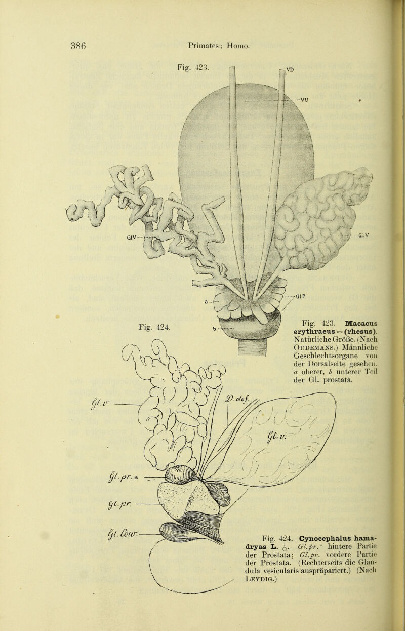 GIV Fig. 424. Fig. 423. Macacus erythraeus — (rhesus). Natürliche Größe. (Nach Oudemans.) Männliche Geschlechtsorgane von der Dorsalseite gesehen. a oberer, b unterer Teil der Gl. prostata. Fig. 424. Cynocephalus hama- dryas L. J. GLpr-.* hintere Partie der Prostata; GLpr. vordere Partie der Prostata. (Rechterseits die Glan- dula vesicularis auspräpariert.) (Nach Leydig.)