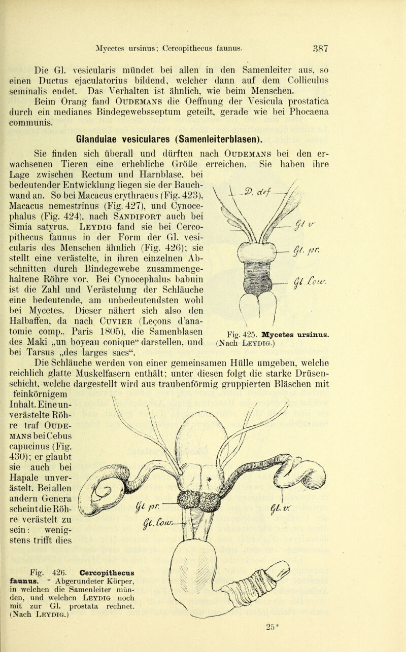 &L pr. Die Gl. vesicularis mündet bei allen in den Samenleiter aus, Se- emen Ductus ejaculatorius bildend, welcher dann auf dem Colliculus seminalis endet. Das Verhalten ist ähnlich, wie beim Menschen. Beim Orang fand Oudemans die Oeffnung der Vesicula prostatica durch ein medianes Bindegewebsseptum geteilt, gerade wie bei Phocaena communis. Glandulae vesiculares (Samenleiterblasen). Sie finden sich überall und dürften nach Oudemans bei den er- wachsenen Tieren eine erhebliche Größe erreichen. Sie haben ihre Lage zwischen Rectum und Harnblase, bei bedeutender Entwicklung liegen sie der Bauch- wand an. So bei Macacus erythraeus (Fig. 423), Macacus nemestrinus (Fig. 427), und Cynoce- phalus (Fig. 424), nach Sandifort auch bei Simia satyrus. Leydig fand sie bei Cerco- pithecus faunus in der Form der Gl. vesi- cularis des Menschen ähnlich (Fig. 426); sie stellt eine verästelte, in ihren einzelnen Ab- schnitten durch Bindegewebe zusammenge- haltene Röhre vor. Bei Cynocephalus babuin ist die Zahl und Verästelung der Schläuche eine bedeutende, am unbedeutendsten wohl bei Mycetes. Dieser nähert sich also den Halbaffen, da nach Cuvier (Lec/ms d'ana- tomie comp., Paris 1805), die Samenblasen des Maki „un boyeau conique darstellen, und bei Tarsus „des larges sacs. Die Schläuche werden von einer gemeinsamen Hülle umgeben, welche reichlich glatte Muskelfasern enthält; unter diesen folgt die starke Drüsen- schicht, welche dargestellt wird aus traubenförmig gruppierten Bläschen mit feinkörnigem Inhalt. Eine un- verästelte Röh- re traf Oude- mans bei Cebus capucinus (Fig. 430); er glaubt sie auch bei Hapale un ver- ästelt. Bei allen andern Genera scheint die Röh- re verästelt zu sein: wenig- stens trifft dies Fig. 426. Cercopithecus faunus. * Abgerundeter Körper, in welchen die Samenleiter mün- den, und welchen Leydig noch mit zur Gl. prostata rechnet. (Nach Leydig.) our. Fig. 425. Mycetes ursinus. (Nach Leydig.) 25*