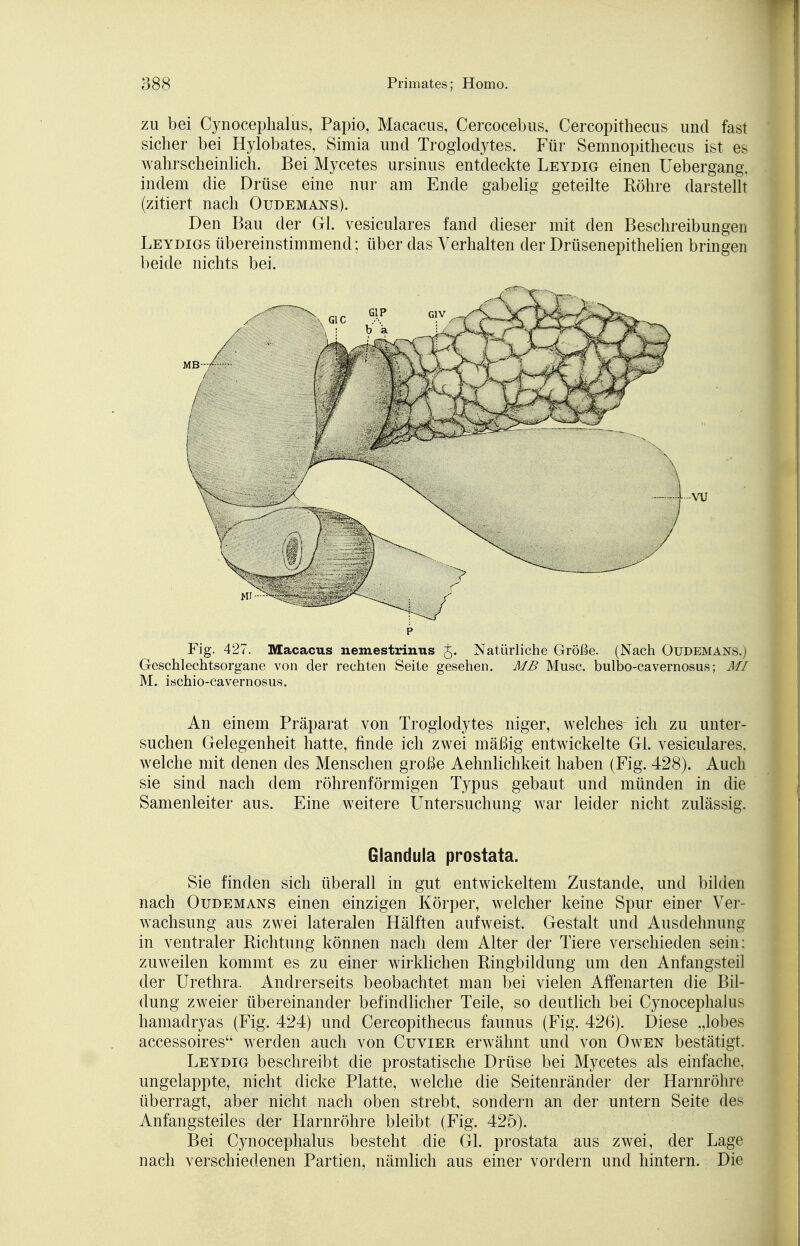 zu bei Cynocephalus, Papio, Macacus, Cercocebus, Cercopithecus und fast sicher bei Hylobates, Simia und Troglodyt.es. Für Semnopithecus ist es wahrscheinlich. Bei Mycetes ursinus entdeckte Leydig einen Uebergang, indem die Drüse eine nur am Ende gabelig geteilte Röhre darstellt (zitiert nach Oudemans). Den Bau der Gl. vesiculares fand dieser mit den Beschreibungen Leydigs übereinstimmend; über das Verhalten der Drüsenepithelien bringen beide nichts bei. p Fig. 427. Macacus nemestrinus J. Natürliche Größe. (Nach Oudemans.) Geschlechtsorgane von der rechten Seite gesehen. MB Muse, bulbo-cavernosus; MI M. ischio-eavernosus. An einem Präparat von Troglodytes niger, welchem ich zu unter- suchen Gelegenheit hatte, finde ich zwei mäßig entwickelte Gl. vesiculares. welche mit denen des Menschen große Aehnlichkeit haben (Fig. 428). Auch sie sind nach dem röhrenförmigen Typus gebaut und münden in die Samenleiter aus. Eine weitere Untersuchung war leider nicht zulässig. Glandula prostata. Sie finden sich überall in gut entwickeltem Zustande, und bilden nach Oudemans einen einzigen Körper, welcher keine Spur einer Ver- wachsung aus zwei lateralen Hälften aufweist. Gestalt und Ausdehnung in ventraler Richtung können nach dem Alter der Tiere verschieden sein; zuAveilen kommt es zu einer wirklichen Ringbildung um den Anfangsteil der Urethra. Andrerseits beobachtet man bei vielen Affenarten die Bil- dung zweier übereinander befindlicher Teile, so deutlich bei Cynocephalns hamadryas (Fig. 424) und Cercopithecus faunus (Fig. 426). Diese „lobes accessoires werden auch von Cuvier erwähnt und von Owen bestätigt. Leydig beschreibt die prostatische Drüse bei Mycetes als einfache, ungelappte, nicht dicke Platte, welche die Seitenränder der Harnröhre überragt, aber nicht nach oben strebt, sondern an der untern Seite des Anfangsteiles der Harnröhre bleibt (Fig. 425). Bei Cynocephalus besteht die Gl. prostata aus zwei, der Lage nach verschiedenen Partien, nämlich aus einer vordem und hintern. Die