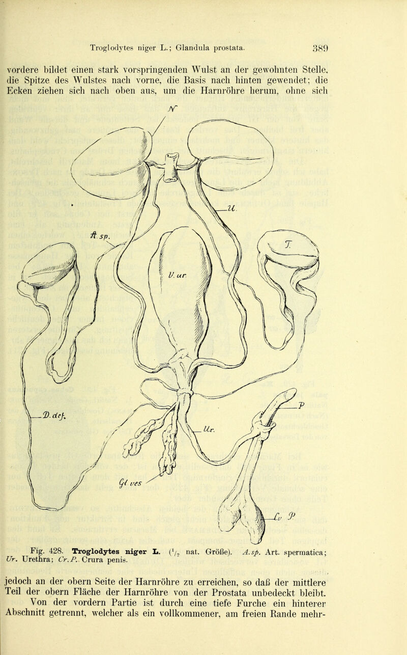 vordere bildet einen stark vorspringenden Wulst an der gewohnten Stelle, die Spitze des Wulstes nach vorne, die Basis nach hinten gewendet; die Ecken ziehen sich nach oben aus, um die Harnröhre herum, ohne sich ff Fig. 428. Trogrlodytes nig-er L. (*/2 nat, Größe). A.sp. Art. spermatica; Ur. Urethra; Cr.P. Crura penis. jedoch an der obern Seite der Harnröhre zu erreichen, so daß der mittlere Teil der obern Fläche der Harnröhre von der Prostata unbedeckt bleibt. Von der vordem Partie ist durch eine tiefe Furche ein hinterer Abschnitt getrennt, welcher als ein vollkommener, am freien Rande mehr-