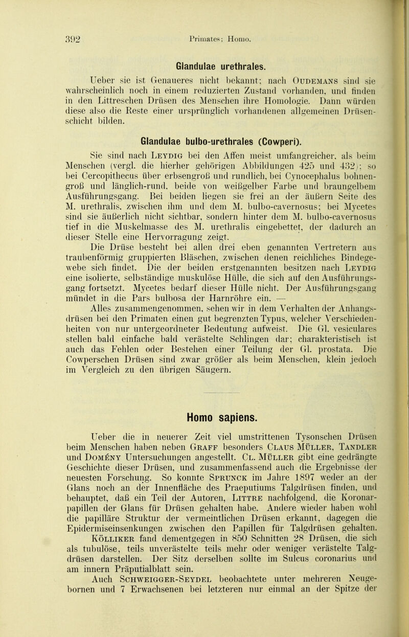 Glandulae urethrales. Ueber sie ist Genaueres nicht bekannt; nach Oudemans sind sie wahrscheinlich noch in einem reduzierten Zustand vorhanden, und finden in den Littreschen Drüsen des Menschen ihre Homologie. Dann würden diese also die Reste einer ursprünglich vorhandenen allgemeinen Drüsen- schicht bilden. Glandulae bulbo-urethrales (Cowperi). Sie sind nach Leydig bei den Affen meist umfangreicher, als beim Menschen (vergl. die hierher gehörigen Abbildungen 425 und 432 -: so bei Cercopithecus über erbsengroß und rundlich, bei Cynocephalus bohnen- groß und länglich-rund, beide von weißgelber Farbe und braungelbem Ausführungsgang. Bei beiden liegen sie frei an der äußern Seite des M. urethralis, zwischen ihm und dem M. bulbo-cavernosus; bei Mycetes sind sie äußerlich nicht sichtbar, sondern hinter dem M. bulbo-cavernosus tief in die Muskelmasse des M. urethralis eingebettet, der dadurch an dieser Stelle eine Hervorragung zeigt. Die Drüse besteht bei allen drei eben genannten Vertretern aus traubenförmig gruppierten Bläschen, zwischen denen reichliches Bindege- webe sich findet. Die der beiden erstgenannten besitzen nach Leydig eine isolierte, selbständige muskulöse Hülle, die sich auf den Ausführungs- gang fortsetzt, Mycetes bedarf dieser Hülle nicht. Der Ausführungsgang mündet in die Pars bulbosa der Harnröhre ein. — Alles zusammengenommen, sehen wir in dem Verhalten der Anhangs- drüsen bei den Primaten einen gut begrenzten Typus, welcher Verschieden- heiten von nur untergeordneter Bedeutung aufweist. Die Gl. vesiculares stellen bald einfache bald verästelte Schlingen dar; charakteristisch ist auch das Fehlen oder Bestehen einer Teilung der Gl. prostata. Die Cowperschen Drüsen sind zwar größer als beim Menschen, klein jedoch im Vergleich zu den übrigen Säugern. Homo sapiens. Ueber die in neuerer Zeit viel umstrittenen Tysonschen Drüsen beim Menschen haben neben Graff besonders Claus Müller, Tandler und Domeny Untersuchungen angestellt. Cl. Müller gibt eine gedrängte Geschichte dieser Drüsen, und zusammenfassend auch die Ergebnisse der neuesten Forschung. So konnte Sprunck im Jahre 1897 weder an der Glans noch an der Innenfläche des Praeputiums Talgdrüsen finden, und behauptet, daß ein Teil der Autoren, Littre nachfolgend, die Koronar- papillen der Glans für Drüsen gehalten habe. Andere wieder haben wohl die papilläre Struktur der vermeintlichen Drüsen erkannt, dagegen die Epidermiseinsenkungen zwischen den Papillen für Talgdrüsen gehalten. Kölliker fand dementgegen in 850 Schnitten 28 Drüsen, die sich als tubulöse, teils unverästelte teils mehr oder weniger verästelte Talg- drüsen darstellen. Der Sitz derselben sollte im Sulcus coronarius und am innern Präputialblatt sein. Auch Schweigger-Seydel beobachtete unter mehreren Neuge- bornen und 7 Erwachsenen bei letzteren nur einmal an der Spitze der