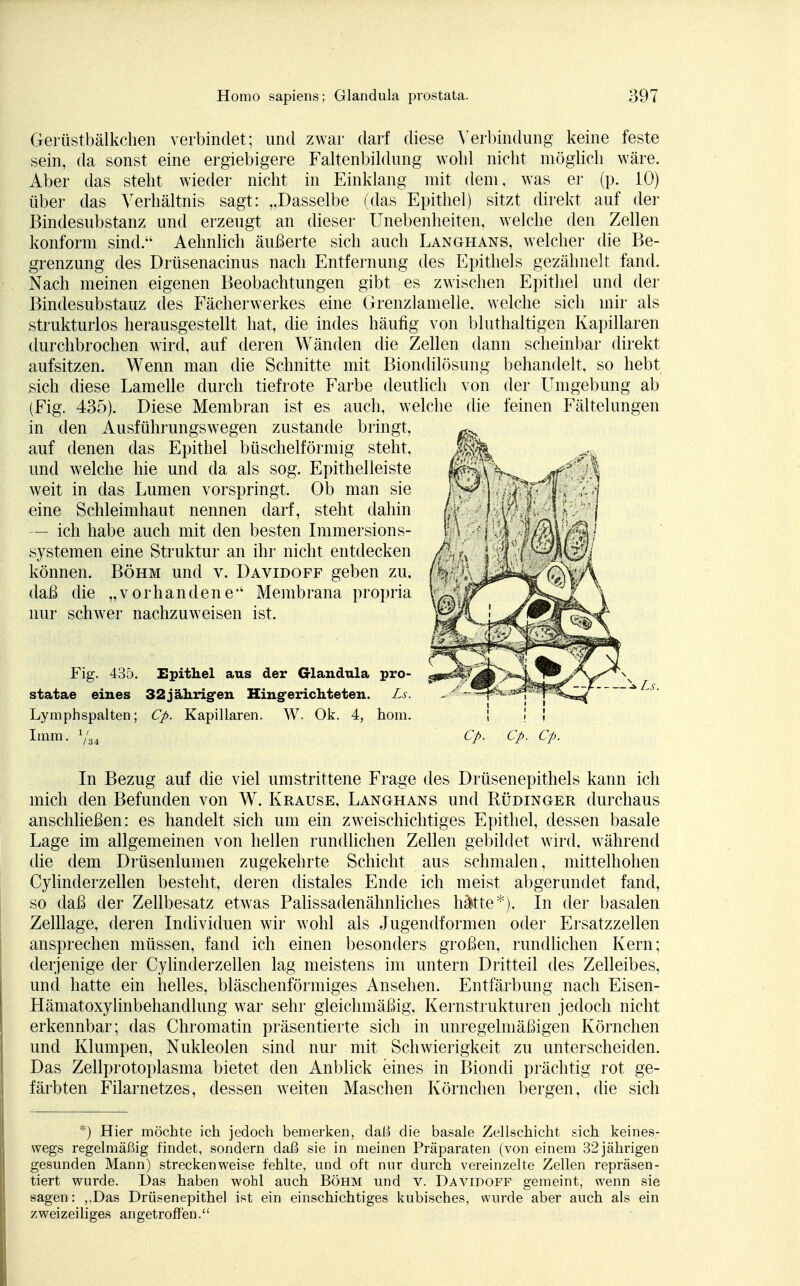 Gerüstbälkchen verbindet; und zwar darf diese Verbindung keine feste sein, da sonst eine ergiebigere Faltenbildung wohl nicht möglich wäre. Aber das steht wieder nicht in Einklang mit dem, was er (p. 10) über das Verhältnis sagt: „Dasselbe (das Epithel) sitzt direkt auf der Bindesubstanz und erzeugt an dieser Unebenheiten, welche den Zellen konform sind. Aehnlich äußerte sich auch Langhans, welcher die Be- grenzung des Drüsenacinus nach Entfernung des Epithels gezähnelt fand. Nach meinen eigenen Beobachtungen gibt es zwischen Epithel und der Bindesubstauz des Fächerwerkes eine Grenzlamelle, welche sich mir als strukturlos herausgestellt hat, die indes häufig von bluthaltigen Kapillaren durchbrochen wird, auf deren Wänden die Zellen dann scheinbar direkt aufsitzen. Wenn man die Schnitte mit Biondilösung behandelt, so hebt sich diese Lamelle durch tiefrote Farbe deutlich von der LTmgebung ab (Fig. 435). Diese Membran ist es auch, welche die feinen Fältelungen in den Ausführungswegen zustande bringt, auf denen das Epithel büschelförmig steht, und welche hie und da als sog. Epithelleiste weit in das Lumen vorspringt. Ob man sie eine Schleimhaut nennen darf, steht dahin — ich habe auch mit den besten Immersions- systemen eine Struktur an ihr nicht entdecken können. Böhm und v. Davidoff geben zu, daß die „vorhanden e*' Membrana propria nur schwer nachzuweisen ist. Fig. 435. Epithel aus der Glandula pro- statae eines 32jährigen Hingerichteten. Ls. Lymphspalten; Cp. Kapillaren. W. Ok. 4, hom. Imm. —\ Ls. Cp. Cp. In Bezug auf die viel umstrittene Frage des Drüsenepithels kann ich mich den Befunden von W. Krause, Langhans und Rüdinger durchaus anschließen: es handelt sich um ein zweischichtiges Epithel, dessen basale Lage im allgemeinen von hellen rundlichen Zellen gebildet wird, während die dem Drüsenlumen zugekehrte Schicht aus schmalen, mittelhohen Cylinderzellen besteht, deren distales Ende ich meist abgerundet fand, so daß der Zellbesatz etwas Palissadenähnliches hätte*). In der basalen Zelllage, deren Individuen wir wohl als Jugendformen oder Ersatzzellen ansprechen müssen, fand ich einen besonders großen, rundlichen Kern; derjenige der Cylinderzellen lag meistens im untern Dritteil des Zelleibes, und hatte ein helles, bläschenförmiges Ansehen. Entfärbung nach Eisen- Hämatoxylinbehandlung war sehr gleichmäßig, Kernstrukturen jedoch nicht erkennbar; das Chromatin präsentierte sich in unregelmäßigen Körnchen und Klumpen, Nukleolen sind nur mit Schwierigkeit zu unterscheiden. Das Zellprotoplasma bietet den Anblick eines in Biondi prächtig rot ge- färbten Filarnetzes, dessen weiten Maschen Körnchen bergen, die sich *) Hier möchte ich jedoch bemerken, daß die basale Zellschicht sich keines- wegs regelmäßig findet, sondern daß sie in meinen Präparaten (von einem 32 jährigen gesunden Mann) streckenweise fehlte, und oft nur durch vereinzelte Zellen repräsen- tiert wurde. Das haben wohl auch Böhm und v. Davipoff gemeint, wenn sie sagen: ,,Das Drüsenepithel ist ein einschichtiges kubisches, wurde aber auch als ein zweizeiliges angetroffen.