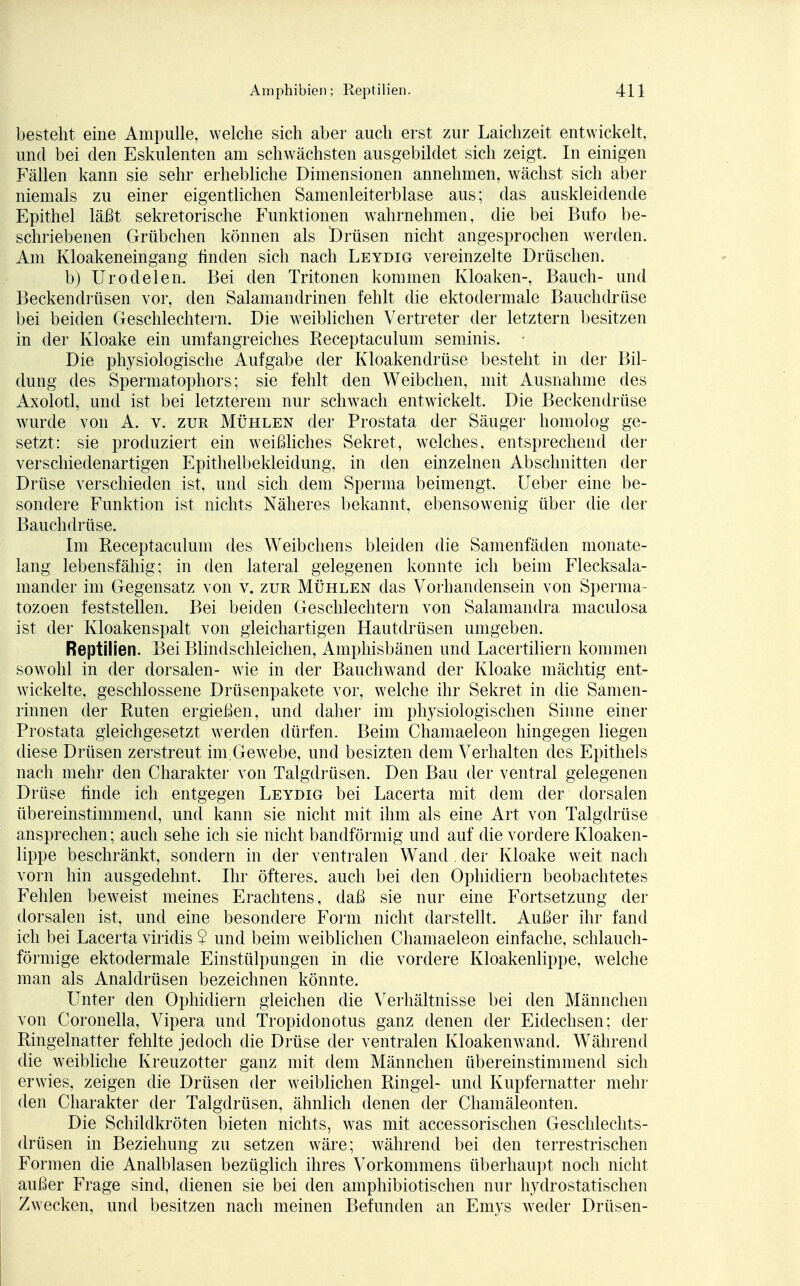 besteht eine Ampulle, welche sich aber auch erst zur Laichzeit entwickelt, und bei den Eskulenten am schwächsten ausgebildet sich zeigt. In einigen Fällen kann sie sehr erhebliche Dimensionen annehmen, wächst sich aber niemals zu einer eigentlichen Samenleiterblase aus; das auskleidende Epithel läßt sekretorische Funktionen wahrnehmen, die bei Bufo be- schriebenen Grübchen können als Drüsen nicht angesprochen werden. Am Kloakeneingang linden sich nach Leydig vereinzelte Drüschen. b) Urodelen. Bei den Tritonen kommen Kloaken-, Bauch- und Beckendrüsen vor, den Salamandrinen fehlt die ektodermale Bauchdrüse bei beiden Geschlechtern. Die weiblichen Vertreter der letztern besitzen in der Kloake ein umfangreiches Receptaculum seminis. • Die physiologische Aufgabe der Kloakendrüse besteht in der Bil- dung des Spermatophors; sie fehlt den Weibchen, mit Ausnahme des Axolotl, und ist bei letzterem nur schwach entwickelt. Die Beckendrüse wurde von A. v. zur Mühlen der Prostata der Säuger homolog ge- setzt: sie produziert ein weißliches Sekret, welches, entsprechend der verschiedenartigen Epithelbekleidung, in den einzelnen Abschnitten der Drüse verschieden ist, und sich dem Sperma beimengt. Ueber eine be- sondere Funktion ist nichts Näheres bekannt, ebensowenig über die der Bauchdrüse. Im Receptaculum des Weibchens bleiden die Samenfäden monate- lang lebensfähig; in den lateral gelegenen konnte ich beim Flecksala- mander im Gegensatz von v. zur Mühlen das Vorhandensein von Sperma- tozoen feststellen. Bei beiden Geschlechtern von Salamandra maculosa ist der Kloakenspalt von gleichartigen Hautdrüsen umgeben. Reptilien. Bei Blindschleichen, Amphisbänen und Lacertiliern kommen sowohl in der dorsalen- wie in der Bauchwand der Kloake mächtig ent- wickelte, geschlossene Drüsenpakete vor, welche ihr Sekret in die Samen- rinnen der Ruten ergießen, und daher im physiologischen Sinne einer Prostata gleichgesetzt werden dürfen. Beim Chamaeleon hingegen liegen diese Drüsen zerstreut im.Gewebe, und besizten dem Verhalten des Epithels nach mehr den Charakter von Talgdrüsen. Den Bau der ventral gelegenen Drüse finde ich entgegen Leydig bei Lacerta mit dem der dorsalen übereinstimmend, und kann sie nicht mit ihm als eine Art von Talgdrüse ansprechen; auch sehe ich sie nicht bandförmig und auf die vordere Kloaken- lippe beschränkt, sondern in der ventralen Wand . der Kloake weit nach vorn hin ausgedehnt, Ihr öfteres, auch bei den Ophidiern beobachtetes Fehlen beweist meines Erachtens, daß sie nur eine Fortsetzung der dorsalen ist, und eine besondere Form nicht darstellt. Außer ihr fand ich bei Lacerta viridis $ und beim weiblichen Chamaeleon einfache, schlauch- förmige ektodermale Einstülpungen in die vordere Kloakenlippe, welche man als Analdrüsen bezeichnen könnte. Unter den Ophidiern gleichen die Verhältnisse bei den Männchen von Coronella, Vipera und Tropidonotus ganz denen der Eidechsen; der Ringelnatter fehlte jedoch die Drüse der ventralen Kloakenwand. Während die weibliche Kreuzotter ganz mit dem Männchen übereinstimmend sich erwies, zeigen die Drüsen der weiblichen Ringel- und Kupfernatter mehr den Charakter der Talgdrüsen, ähnlich denen der Chamäleonten. Die Schildkröten bieten nichts, was mit accessorischen Geschlechts- drüsen in Beziehung zu setzen wäre; während bei den terrestrischen Formen die Analblasen bezüglich ihres Vorkommens überhaupt noch nicht außer Frage sind, dienen sie bei den amphibiotischen nur hydrostatischen Zwecken, und besitzen nach meinen Befunden an Emys weder Drüsen-