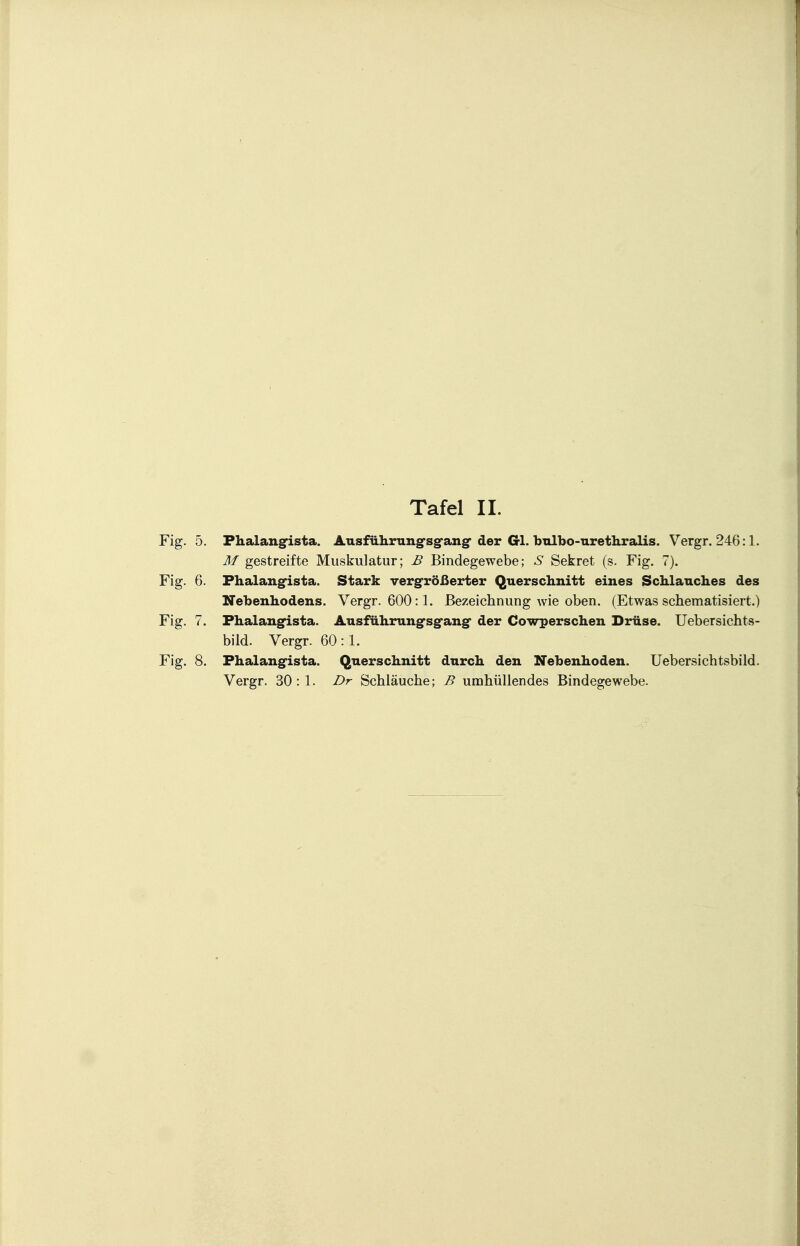 Fig. 5. Phalangista. Ausführungsgang- der Gl. bulbo-urethralis. Vergr. 246:1. M gestreifte Muskulatur; B Bindegewebe; S Sekret (s. Fig. 7). Fig. 6. Phalangista. Stark vergrößerter Querschnitt eines Schlauches des Nebenhodens. Vergr. 600:1. Bezeichnung wie oben. (Etwas schematisiert.) Fig. 7. Phalangista, Ausführung-sg'ang- der Cowperschen Drüse. Uebersichts- bild. Vergr. 60:1. Fig. 8. Phalangista, Querschnitt durch den Nebenhoden. Uebersichtsbild. Vergr. 30:1. Dr Schläuche; B umhüllendes Bindegewebe.