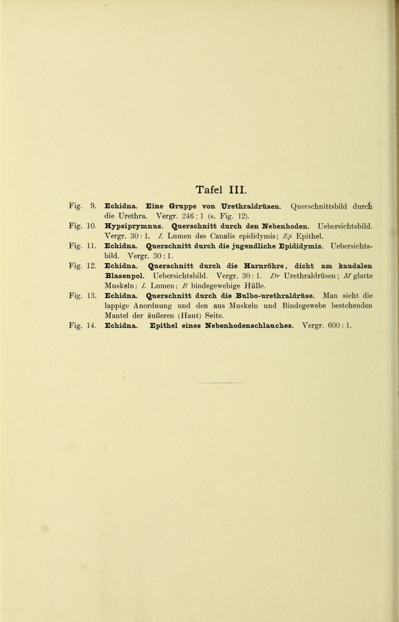 Fig. 9. Echidna. Eine Gruppe von Urethraldrüsen. Querschnittsbild durcn die Urethra. Vergr. 246:1 (s. Fig. 12). Fig. 10. Hypsiprymnus. Querschnitt durch den Nebenhoden. Uebersichtsbild. Vergr. 30: 1. L Lumen des Canalis epididymis; Ep Epithel. Fig. 11. Echidna. Querschnitt durch die jugendliche Epididymis. Uebersichts- bild. Vergr. 30:1. Fig. 12. Echidna. Querschnitt durch die Harnröhre, dicht am kaudalen Blasenpol. Uebersichtsbild. Vergr. 30:1. Dr Urethraldrüsen; M glatte Muskeln; L Lumen; B bindegewebige Hülle. Fig. 13. Echidna. Querschnitt durch die Bulbo-urethraldrüse. Man sieht die lappige Anordnung und den aus Muskeln und Bindegewebe bestehenden Mantel der äußeren (Haut) Seite.