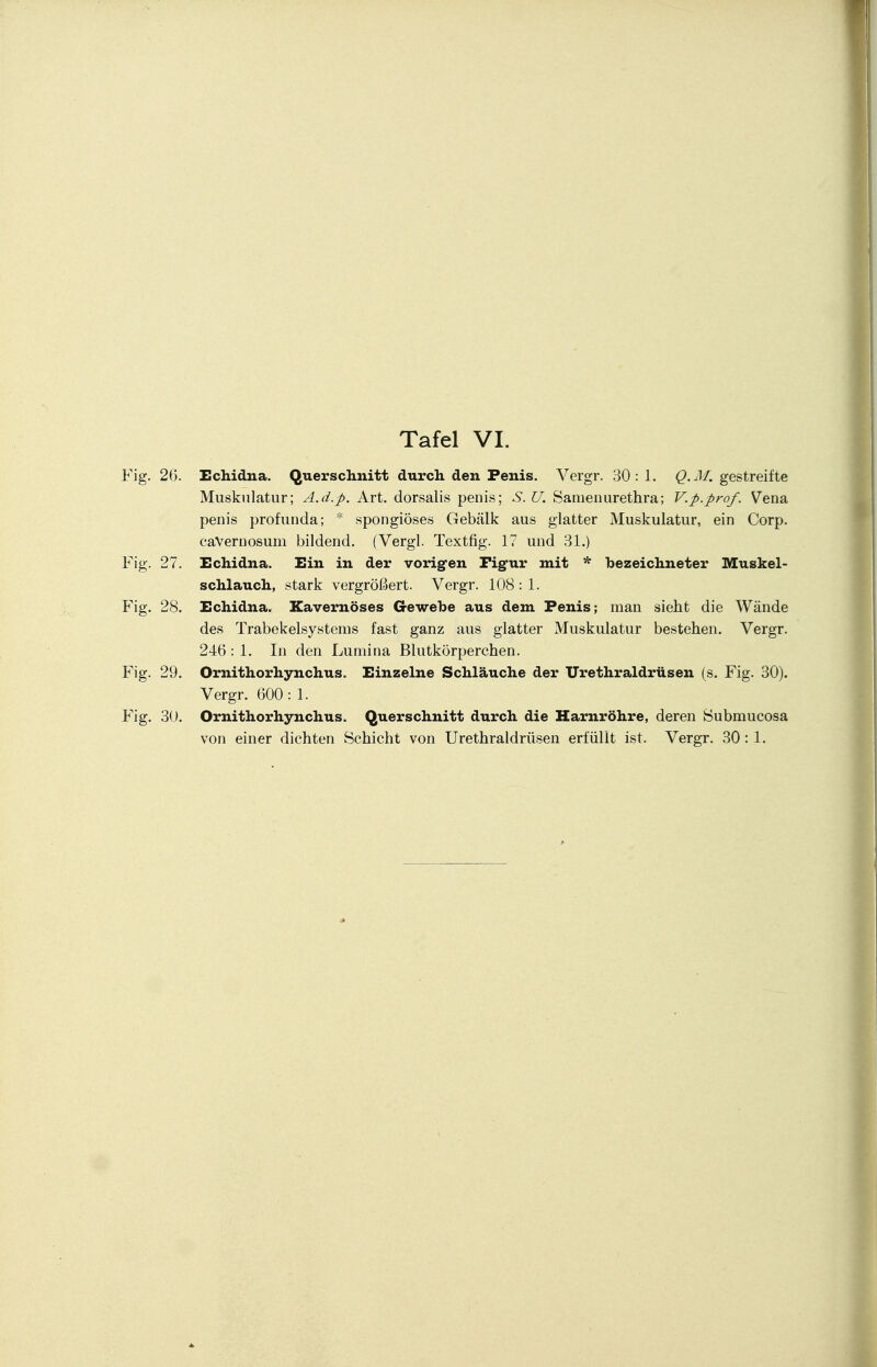 Fig. 26. Echidna. Querschnitt durch den Penis. Vergr. 30:1. Q.M. gestreifte Muskulatur; A.d.p. Art. dorsalis penis; S. U. Samen Urethra; V.p.prof. Vena penis profunda; * spongiöses Gebälk aus glatter Muskulatur, ein Corp. caVernosum bildend. (Vergl. Textfig. 17 und 31.) Fig. 27. Echidna. Ein in der vorig-en Pig-ur mit * bezeichneter Muskel- schlauch, stark vergrößert. Vergr. 108 : 1. Fig. 28. Echidna. Kavernöses Gewebe aus dem Penis; man sieht die Wände des Trabekelsystems fast ganz aus glatter Muskulatur bestehen. Vergr. 246 : 1. In den Lumina Blutkörperchen. Fig. 29. Ornithorhynchus. Einzelne Schläuche der Urethraldrüsen (s. Fig. 30). Vergr. 600: 1. Fig. 30. Ornithorhynchus. Querschnitt durch die Harnröhre, deren Submucosa von einer dichten Schicht von Urethraldrüsen erfüllt ist. Vergr. 30 : 1.