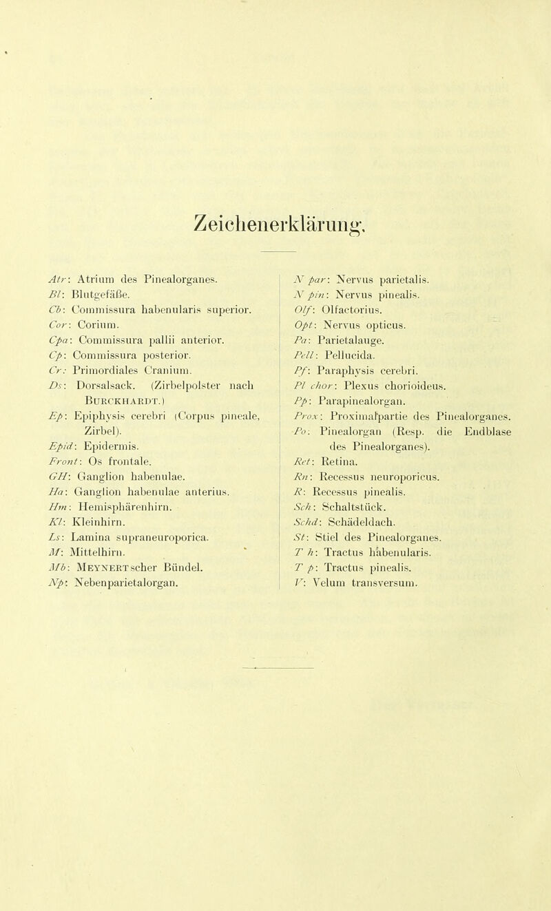 Zeichenerklärung, Atr: Atrium des Pinealorganes. Bl: Blutgefäße. Cb: Commissura habenularis superior. Cor: Corinna. Cpa: Commissura pal 1 ii anterior. Cp: Commissura posterior. Cr: Primordiales Cranium. Ds: Dorsalsack. (Zirbelpolster nach BüRCKHARPT.) Ep: Epiphysis cerebri (Corpus pineale, Zirbel). Epid: Epidermis. Front: Os frontale. GH: Ganglion habenulae. Ha: Ganglion habenulae anterius. Hm: Hemisphärenhirn. Kl: Kleinhirn. Ls: Lamina supraneuroporica. M: Mittelhirn. Mb: Meynertscher Bündel. Npr. Nebenparietalorgan. X par: Nervus parietalis. X pin: Nervus pinealis. Olf: Olfactorius. Opt: Nervus opticus. Pa: Parietalauge. Pell: Pellucida. Pf: Paraphysis cerebri. PI chor: Plexus chorioideus. Pp: Parapinealorgan. Prox; Proximalpartie des Pinealorganes. Po: Pinealorgan (Resp. die Endblase des Pinealorganes). Ret: Retina. Rn: Recessus neuroporicus. R: Recessus pinealis. Sek: Schaltstück. Schd: Schädeldach. St: Stiel des Pinealorganes. T h: Tractus habenularis. T p: Tractus pinealis. V: Velum transversum.