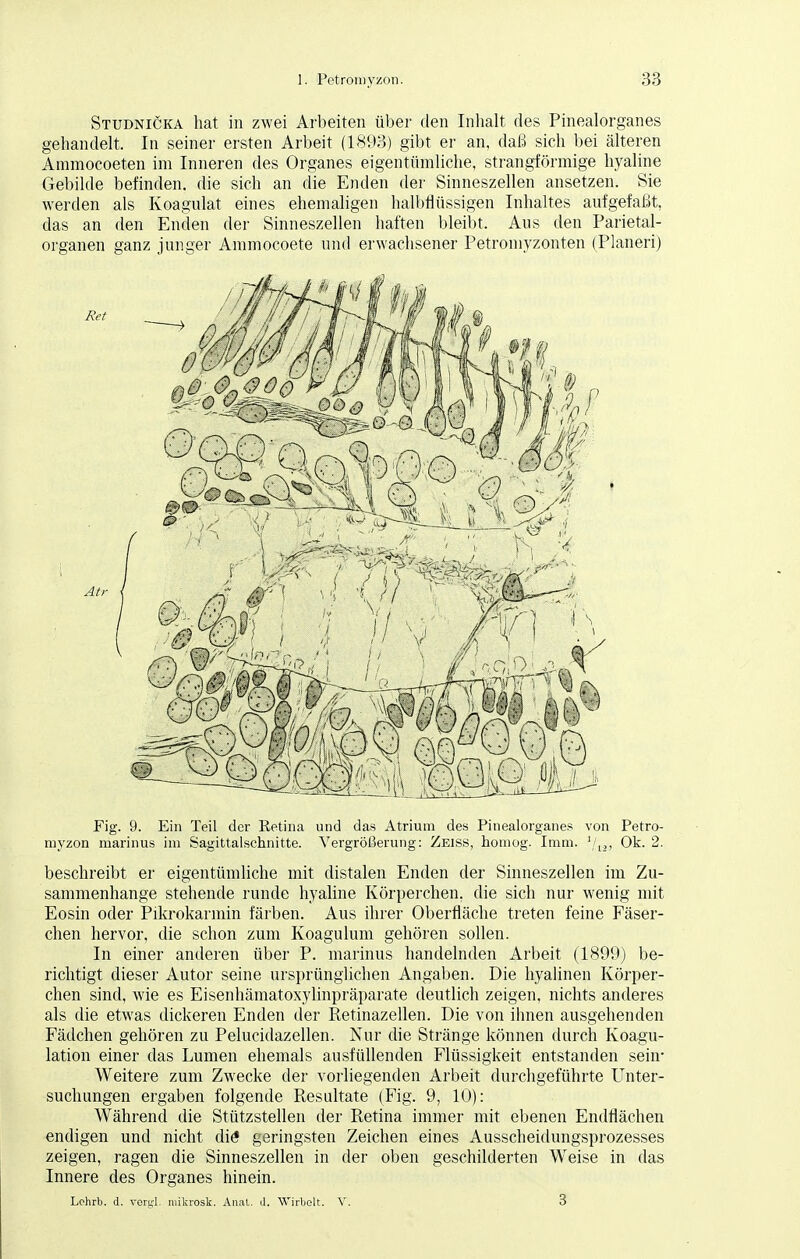 Studnicka hat in zwei Arbeiten über den Inhalt des Pinealorganes gehandelt. In seiner ersten Arbeit (1893) gibt er an, daß sich bei älteren Ammocoeten im Inneren des Organes eigentümliche, strangförmige hyaline Gebilde befinden, die sich an die Enden der Sinneszellen ansetzen. Sie werden als Koagulat eines ehemaligen halbflüssigen Inhaltes aufgefaßt, das an den Enden der Sinneszellen haften bleibt. Aus den Parietal- organen ganz junger Ammocoete und erwachsener Petromyzonten (Pianeri) Fig. 9. Ein Teil der Retina und das Atrium des Pinealorganes von Petro- myzon marinus im Sagittalschnitte. Vergrößerung: Zeiss, homog. Imm. 1[m Ok. 2. beschreibt er eigentümliche mit distalen Enden der Sinneszellen im Zu- sammenhange stehende runde hyaline Körperchen, die sich nur wenig mit Eosin oder Pikrokarmin färben. Aus ihrer Oberfläche treten feine Fäser- chen hervor, die schon zum Koagulum gehören sollen. In einer anderen über P. marinus handelnden Arbeit (1899) be- richtigt dieser Autor seine ursprünglichen Angaben. Die hyalinen Körper- chen sind, wie es Eisenhämatoxylinpräparate deutlich zeigen, nichts anderes als die etwas dickeren Enden der Retinazellen. Die von ihnen ausgehenden Fädchen gehören zu Pelucidazellen. Nur die Stränge können durch Koagu- lation einer das Lumen ehemals ausfüllenden Flüssigkeit entstanden sehr Weitere zum Zwecke der vorliegenden Arbeit durchgeführte Unter- suchungen ergaben folgende Resultate (Fig. 9, 10): Während die Stützstellen der Retina immer mit ebenen Endflächen endigen und nicht di6 geringsten Zeichen eines Ausscheidungsprozesses zeigen, ragen die Sinneszellen in der oben geschilderten Weise in das Innere des Organes hinein. Lphrb. d. vergl. mikrosk. Anal. d. Wirbelt. V. 3