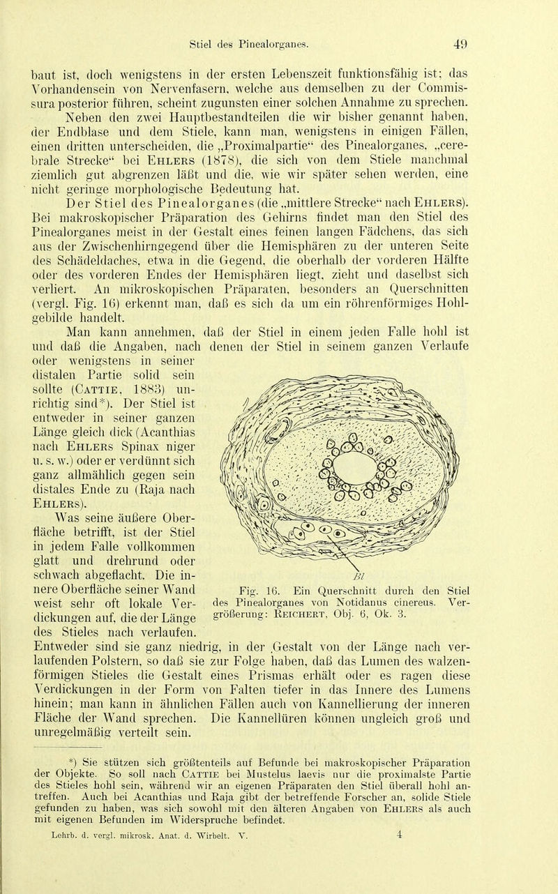 baut ist, doch wenigstens in der ersten Lebenszeit funktionsfähig ist; das Vorhandensein von Nervenfasern, welche aus demselben zu der Commis- sura posterior führen, scheint zugunsten einer solchen Annahme zu sprechen. Neben den zwei Hauptbestandteilen die wir bisher genannt haben, der Endblase und dem Stiele, kann man, wenigstens in einigen Fällen, einen dritten unterscheiden, die „Pfoximalpartie des Pinealorganes, „cere- brale Strecke bei Ehlers (1878), die sich von dem Stiele manchmal ziemlich gut abgrenzen läßt und die, wie wir später sehen werden, eine nicht geringe morphologische Bedeutung hat. Der Stiel des Pinealorganes (die „mittlere Strecke nach Ehlers). Bei makroskopischer Präparation des Gehirns findet man den Stiel des Pinealorganes meist in der Gestalt eines feinen langen Fädchens, das sich aus der Zwischenhirngegend über die Hemisphären zu der unteren Seite des Schädeldaches, etwa in die Gegend, die oberhalb der vorderen Hälfte oder des vorderen Endes der Hemisphären liegt, zieht und daselbst sich verliert. An mikroskopischen Präparaten, besonders an Querschnitten (vergl. Fig. 16) erkennt man, daß es sich da um ein röhrenförmiges Hohl- gebilde handelt. Man kann annehmen, daß der Stiel in einem jeden Falle hohl ist und daß die Angaben, nach denen der Stiel in seinem ganzen Verlaufe oder wenigstens in seiner distalen Partie solid sein sollte (Cattie, 1883) un- richtig sind*). Der Stiel ist entweder in seiner ganzen Länge gleich dick (Acanthias nach Ehlers Spinax niger u. s. w.) oder er verdünnt sich ganz allmählich gegen sein distales Ende zu (Raja nach Ehlers). Was seine äußere Ober- fläche betrifft, ist der Stiel in jedem Falle vollkommen glatt und drehrund oder schwach abgeflacht. Die in- nere Oberfläche seiner Wand weist sehr oft lokale Ver- des Pinealorganes von Notidanus cinereus. Ver- dickungen auf, die der Länge größerung: Keichert, Obj. 6, Ok. 3. des Stieles nach verlaufen. Entweder sind sie ganz niedrig, in der .Gestalt von der Länge nach ver- laufenden Polstern, so daß sie zur Folge haben, daß das Lumen des walzen- förmigen Stieles die Gestalt eines Prismas erhält oder es ragen diese Verdickungen in der Form von Falten tiefer in das Innere des Lumens hinein; man kann in ähnlichen Fällen auch von Kannellierung der inneren Fläche der Wand sprechen. Die Kannellüren können ungleich groß und unregelmäßig verteilt sein. *) Sie stützen sich größtenteils auf Befunde bei makroskopischer Präparation der Objekte. So soll nach Cattie bei Mustelus laevis nur die proximalste Partie des Stieles hohl sein, während wir an eigenen Präparaten den Stiel überall hohl an- treffen. Auch bei Acanthias und Raja gibt der betreffende Forscher an, solide Stiele gefunden zu haben, was sich sowohl mit den älteren Angaben von Ehlers als auch mit eigenen Befunden im Widerspruche befindet. Lehrt, d. vergl. mikrosk. Anat. d. Wirbelt. V. 4 Fig. 16. Ein Querschnitt durch den Stiel