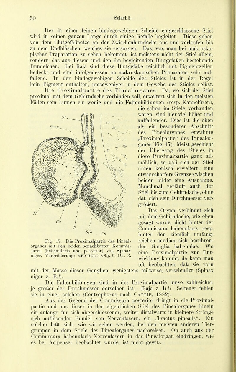 Der in einer feinen bindegewebigen Scheide eingeschlossene Stiel wird in seiner ganzen Länge durch einige Gefäße begleitet. Diese gehen von dem Blutgefäßnetze an der Zwischenhirndecke aus und verlaufen bis zu dem Endbläschen, welches sie versorgen. Das, was man bei makrosko- pischer Präparation zu sehen bekommt, ist meistens nicht der Stiel allein, sondern das aus diesem und den ihn begleitenden Blutgefäßen bestehende Bündelchen. Bei Raja sind diese Blutgefäße reichlich mit Pigmentzellen bedeckt und sind infolgedessen an makroskopischen Präparaten sehr auf- fallend. In der bindegewebigen Scheide des Stieles ist in der Regel kein Pigment enthalten, umsoweniger in dem Gewebe des Stieles selbst, Die Proximalpartie des Pinealorganes. Da, wo sich der Stiel proximal mit dem Gehirndache verbinden soll, erweitert sich in den meisten Fällen sein Lumen ein wenig und die Faltenbildungen (resp. Kannelüren), die schon im Stiele vorhanden waren, sind hier viel höher und auffallender. Dies ist die oben als ein besonderer Abschnitt des Pinealorganes erwähnte „Proximalpartie des Pinealor- ganes (Fig. 17). Meist geschieht der Übergang des Stieles in diese Proximalpartie ganz all- mählich, so daß sich der Stiel unten konisch erweitert; eine etwas schärfere Grenze zwischen beiden bildet eine Ausnahme. Manchmal verläuft auch der Stiel bis zum Gehirndache, ohne daß sich sein Durchmesser ver- größert. Das Organ verbindet sich mit dem Gehirndache, wie oben gesagt wurde, dicht hinter der Commissura habenularis, resp. hinter den ziemlich umfang- Fig. 17. Die Proximalpartie des Pineal- reichen median sich berühren- organes mit den beiden benachbarten Kommis- den Ganglia habenulae. Wo suren (habenularis und posterior) von Spinax eme pr0ximalpartie zur En- niger. Vergrößerung: Reichert, Um. 6, Ok. S. . , , , r, , , Wicklung kommt, da kann man oft beobachten, daß sie vorn mit der Masse dieser Ganglien, wenigstens teilweise, verschmilzt (Spinax niger z. B.!). Die Faltenbildungen sind in der Proximalpartie umso zahlreicher, je größer der Durchmesser derselben ist. (Raja z. B.!j Seltener fehlen sie in einer solchen (Centrophorus nach Cattie, 1882). Aus der Gegend der Commissura posterior dringt in die Proximal- partie und aus dieser in den eigentlichen Stiel des Pinealorganes hinein ein anfangs für sich abgeschlossener, weiter distalwärts in kleinere Stränge sich auflösender Bündel von Nervenfasern, ein „Tractus pinealis''. Ein solcher läßt sich, wie wir sehen werden, bei den meisten anderen Tier- gruppen in dem Stiele des Pinealorganes nachweisen. Ob auch aus der Commissura habenularis Nervenfasern in das Pinealorgan eindringen, wie es bei Acipenser beobachtet wurde, ist nicht gewiß.