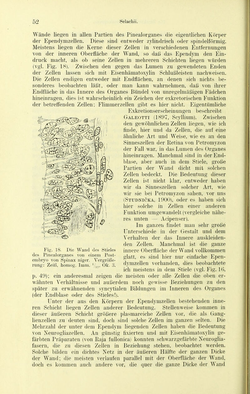 Wände liegen in allen Partien des Pinealorganes die eigentlichen Körper der Ependymzellen. Diese sind entweder zylindrisch oder spindelförmig. Meistens liegen die Kerne dieser Zellen in verschiedenen Entfernungen von der inneren Oberfläche der Wand, so daß das Ependym den Ein- druck macht, als ob seine Zellen in mehreren Schichten liegen würden (vgl. Fig. 18). Zwischen den gegen das Lumen zu gewendeten Enden der Zellen lassen sich mit Eisenhämatoxylin Schlußleisten nachweisen. Die Zellen endigen entweder mit Endflächen, an denen sich nichts be- sonderes beobachten läßt, oder man kann wahrnehmen, daß von ihrer Endfläche in das Innere des Organes Bündel von unregelmäßigen Fädchen hineinragen, dies ist wahrscheinlich ein Zeichen der exkretorischen Funktion der betreffenden Zellen; Flimmerzellen gibt es hier nicht. Eigentümliche Exkretionserscheinungen beschreibt Galeotti (1897, Scyllium). Zwischen den gewöhnlichen Zellen liegen, wie ich finde, hier und da Zellen, die auf eine ähnliche Art und Weise, wie es an den Sinneszellen der Retina von Petromyzon der Fall war, in das Lumen des Organes hineinragen. Manchmal sind in der End- blase, aber auch in dem Stiele, große Partien der Wand dicht, mit solchen Zellen bedeckt. Die Bedeutung dieser Zellen ist nicht klar, entweder haben wir da Sinneszellen solcher Art, wie wir sie bei Petromyzon sahen, vor uns (Studnicka. 1000), oder es haben sich hier solche in Zellen einer anderen Funktion umgewandelt (vergleiche nähe- res unten — Acipenser). Im ganzen findet man sehr große Unterschiede in der Gestalt und dem Verhalten der das Innere auskleiden- den Zellen. Manchmal ist die ganze innere Oberfläche der Wand vollkommen glatt, es sind hier nur einfache Epen- dymzellen vorhanden, dies beobachtete ich meistens in dem Stiele (vgl. Fig. 16, p. 49); ein anderesmal zeigen die meisten oder alle Zellen die oben er- wähnten Verhältnisse und außerdem noch gewisse Beziehungen zu den später zu erwähnenden syncytialen Bildungen im Inneren des Organes (der Endblase oder des Stieles!). Unter der aus den Körpern der Ependymzellen bestehenden inne- ren Schicht liegen Zellen anderer Bedeutung. Stellenweise kommen in dieser äußeren Schicht größere plasmareiche Zellen vor. die als Gang- lienzellen zu deuten sind, doch sind solche Zellen im ganzen selten. Die Mehrzahl der unter dem Ependym liegenden Zellen haben die Bedeutung von Neurogliazellen. An günstig fixierten und mit Eisenhämatoxylin ge- färbten Präparaten (von Raja fullonica) konnten schwarzgefärbte Neuroglia- fasern, die zu diesen Zellen in Beziehung stehen, beobachtet werden. Solche bilden ein dichtes Netz in der äußeren Hälfte der ganzen Dicke der Wand; die meisten verlaufen parallel mit der Oberfläche der Wand, doch es kommen auch andere vor, die quer die ganze Dicke der Wand Fig. 18. Die Wand des Stieles des Pinealorganes von einem Post- embryo von Spinax niger. Vergröße- rung: Zeiß, homog. Imni. Ok. 3.