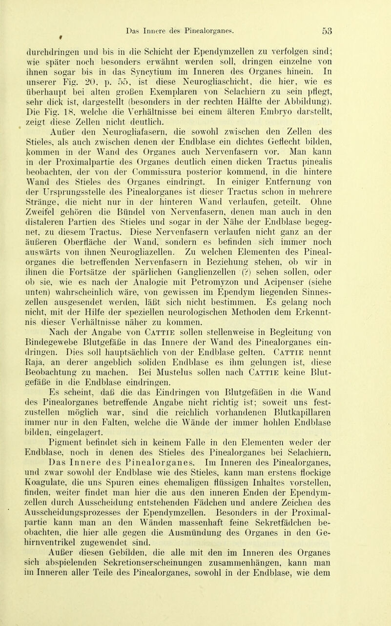 durchdringen und bis in die Schicht der Ependymzellen zu verfolgen sind; wie später noch besonders erwähnt werden soll, dringen einzelne von ihnen sogar bis in das Syncytium im Inneren des Organes hinein. In unserer Fig. 20. p. 55, ist diese Neurogliaschicht, die hier, wie es überhaupt bei alten großen Exemplaren von Selachiern zu sein pflegt, sehr dick ist, dargestellt (besonders in der rechten Hälfte der Abbildung). Die Fig. 18, welche die Verhältnisse bei einem älteren Embryo darstellt, zeigt diese Zellen nicht deutlich. Außer den Neurogliafasern, die sowohl zwischen den Zellen des Stieles, als auch zwischen denen der Endblase ein dichtes Geflecht bilden, kommen in der Wand des Organes auch Nervenfasern vor. Man kann in der Proximalpartie des Organes deutlich einen dicken Tractus pinealis beobachten, der von der Commissura posterior kommend, in die hintere Wand des Stieles des Organes eindringt. In einiger Entfernung von der Ursprungsstelle des Pinealorganes ist dieser Tractus schon in mehrere Stränge, die nicht nur in der hinteren Wand verlaufen, geteilt. Ohne Zweifel gehören die Bündel von Nervenfasern, denen man auch in den distaleren Partien des Stieles und sogar in der Nähe der Endblase begeg- net, zu diesem Tractus. Diese Nervenfasern verlaufen nicht ganz an der äußeren Oberfläche der Wand, sondern es befinden sich immer noch auswärts von ihnen Neurogliazellen. Zu welchen Elementen des Pineal- organes die betreffenden Nervenfasern in Beziehung stehen, ob wir in ihnen die Fortsätze der spärlichen Ganglienzellen (?) sehen sollen, oder ob sie, wie es nach der Analogie mit Petromyzon und Acipenser (siehe unten) wahrscheinlich wäre, von gewissen im Ependym liegenden Sinnes- zellen ausgesendet werden, läßt sich nicht bestimmen. Es gelang noch nicht, mit der Hilfe der speziellen neurologischen Methoden dem Erkennt- nis dieser Verhältnisse näher zu kommen. Nach der Angabe von Cattie sollen stellenweise in Begleitung von Bindegewebe Blutgefäße in das Innere der Wand des Pinealorganes ein- dringen. Dies soll hauptsächlich von der Endblase gelten. Cattie nennt Raja, an derer angeblich soliden Endblase es ihm gelungen ist, diese Beobachtung zu machen. Bei Mustelus sollen nach Cattie keine Blut- gefäße in die Endblase eindringen. Es scheint, daß die das Eindringen von Blutgefäßen in die Wand des Pinealorganes betreffende Angabe nicht richtig ist; soweit uns fest- zustellen möglich war, sind die reichlich vorhandenen Blutkapillaren immer nur in den Falten, welche die Wände der immer hohlen Endblase bilden, eingelagert. Pigment befindet sich in keinem Falle in den Elementen weder der Endblase, noch in denen des Stieles des Pinealorganes bei Selachiern. Das Innere des Pinealorganes. Im Inneren des Pinealorganes, und zwar sowohl der Endblase wie des Stieles, kann man erstens flockige Koagulate, die uns Spuren eines ehemaligen flüssigen Inhaltes vorstellen, finden, weiter findet man hier die aus den inneren Enden der Ependym- zellen durch Ausscheidung entstehenden Fädchen und andere Zeichen des Ausscheidungsprozesses der Ependymzellen. Besonders in der Proximal- partie kann man an den Wänden massenhaft feine Sekretfädchen be- obachten, die hier alle gegen die Ausmündung des Organes in den Ge- hirnventrikel zugewendet sind. Außer diesen Gebilden, die alle mit den im Inneren des Organes sich abspielenden Sekretionserscheinungen zusammenhängen, kann man im Inneren aller Teile des Pinealorganes, sowohl in der Endblase, wie dem